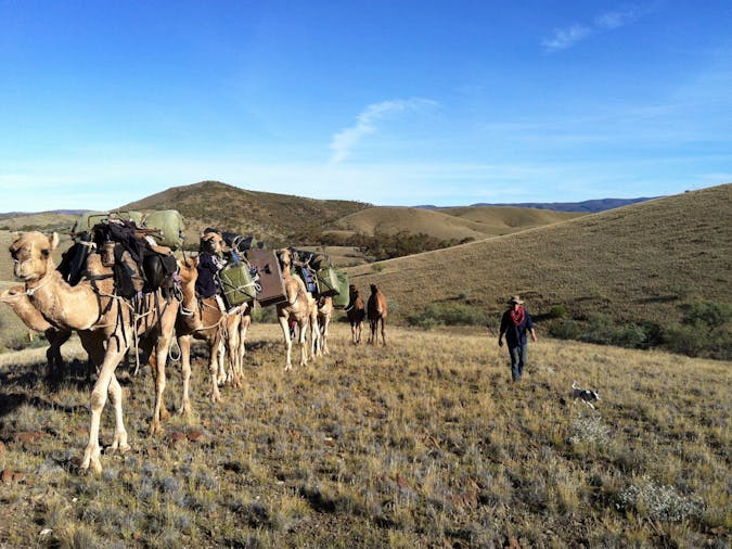 Remote Northern Flinders Camel Trek