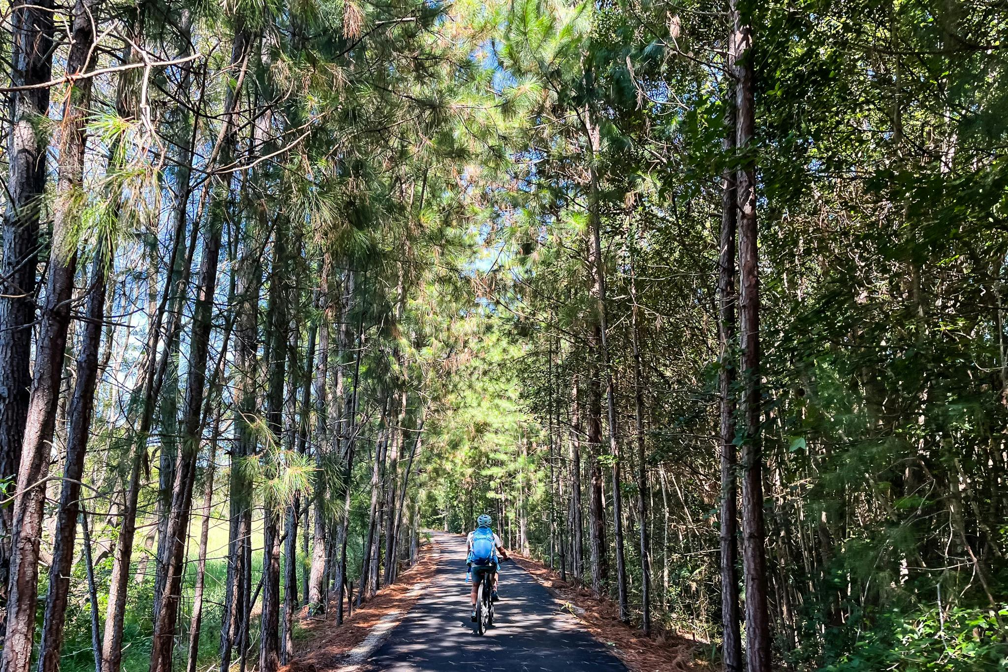 An e bike rider on the Northern Rivers Rail Trail riding through the Pine Trees at Burringbar