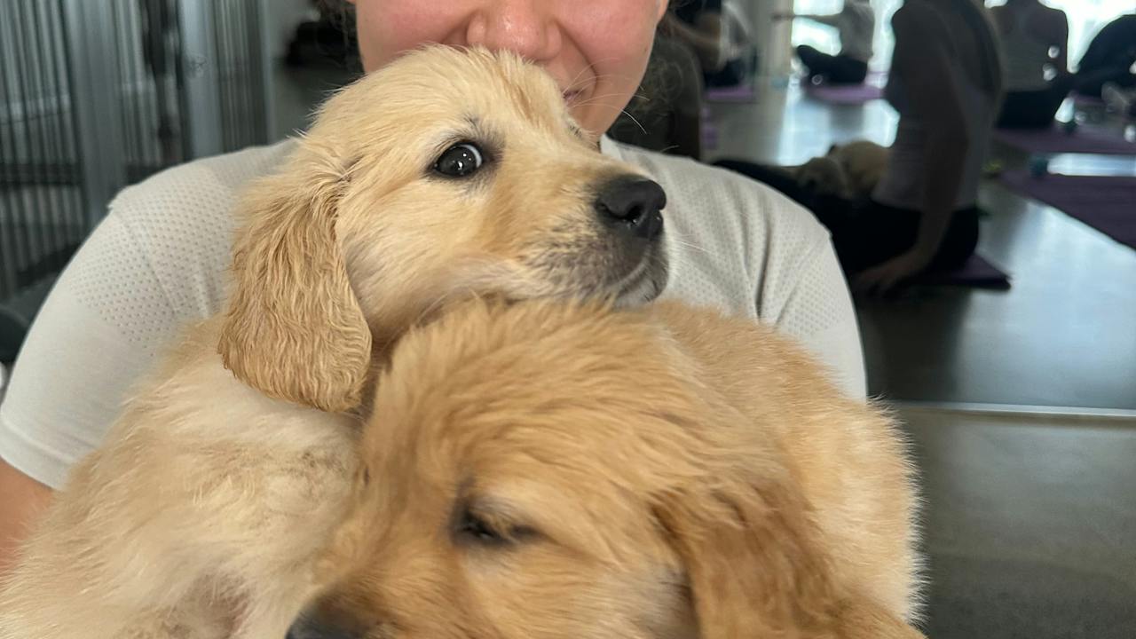 Two golden puppies enjoy a cuddle with a participant at Puppy Yoga Brisbane with Yoga Paws.