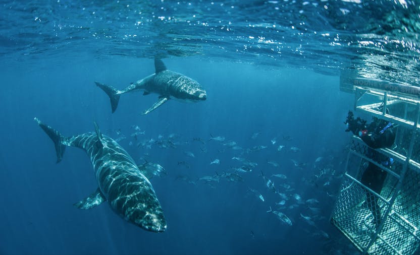 Rodney Fox Shark Expedition