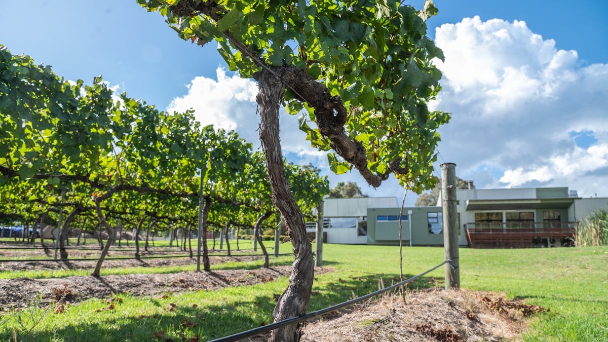 In the Vineyard