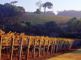 Maiolo Wines and Vineyard
