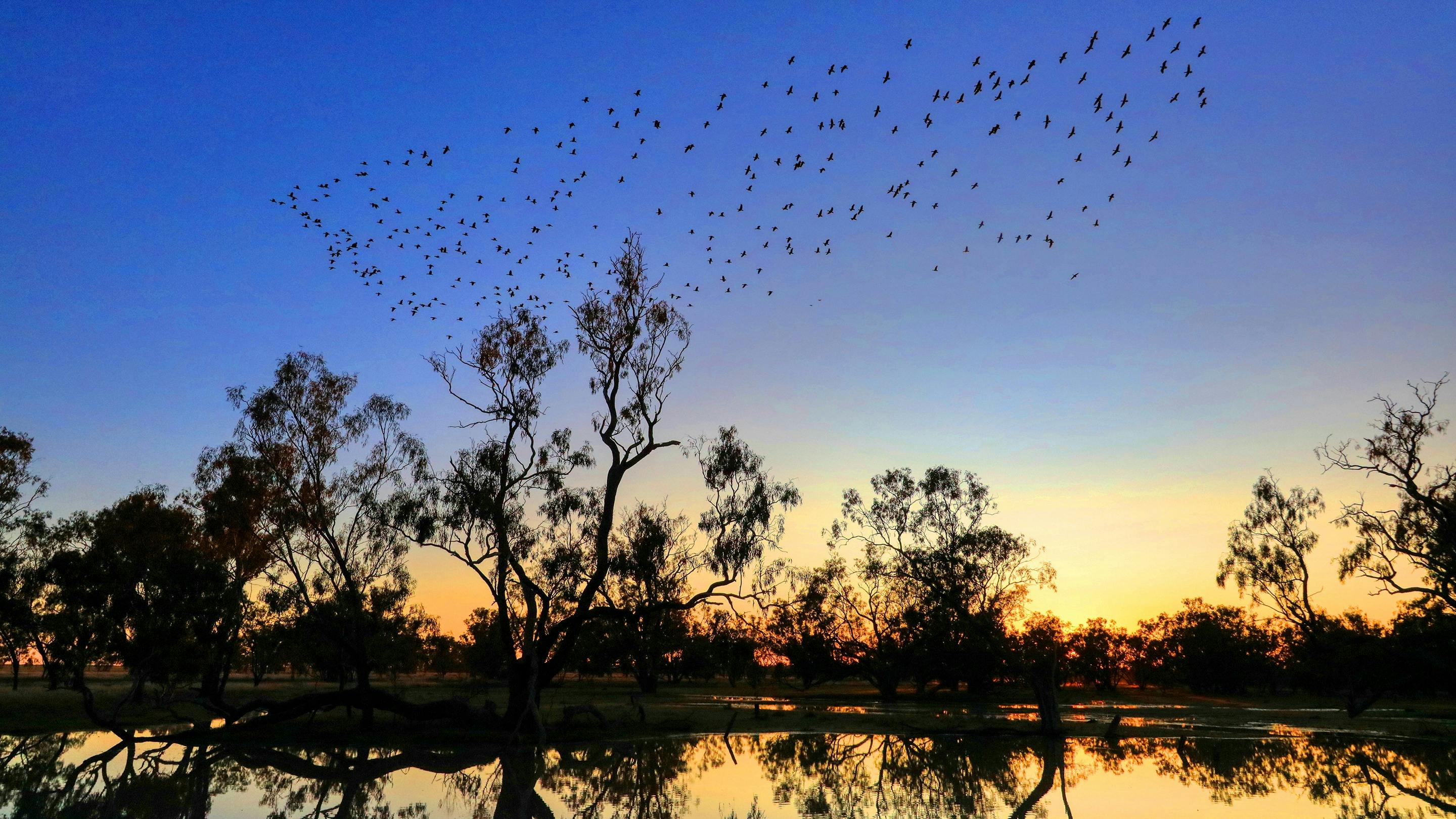 camping lightning ridge