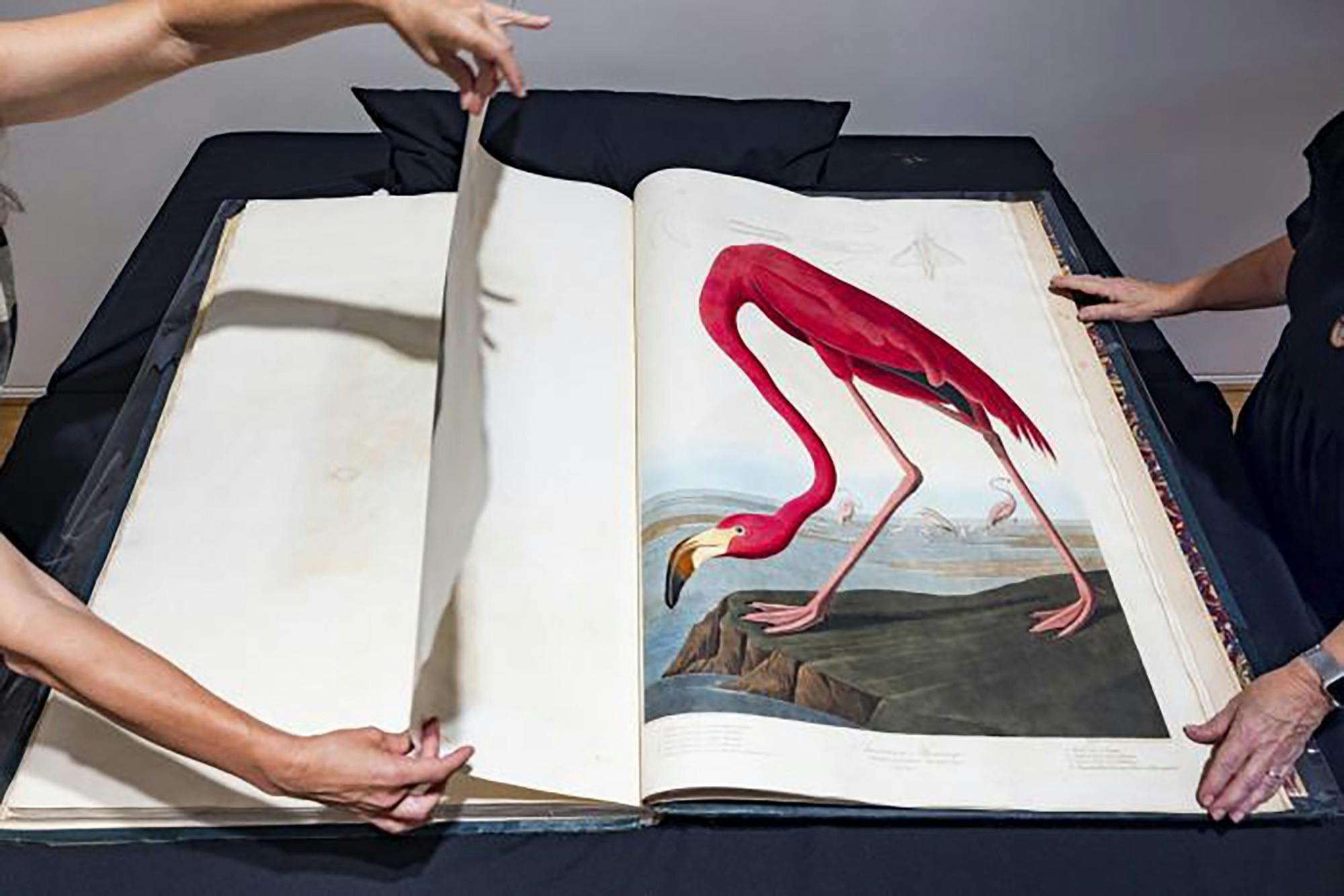 Two people turning the pages on a large book with an illustration of a flamingo on one of the pages