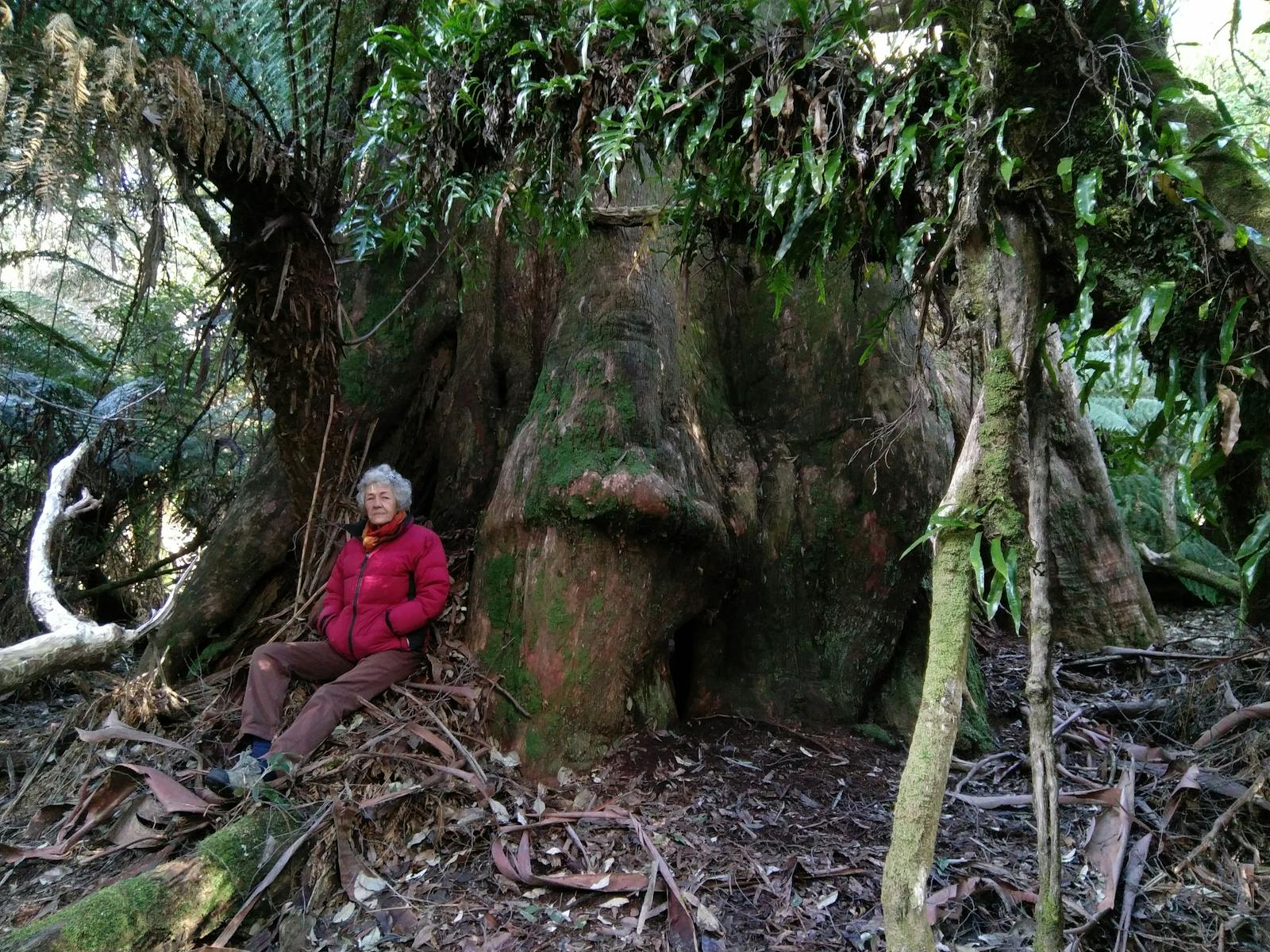 A giant forest tree provides shelter for a expeditioneer
