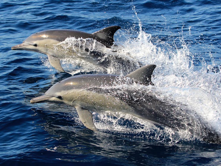 Common Dolphin are just one of the species of dolphin we might encounter offshore