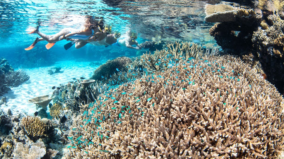 snorkellers and corals