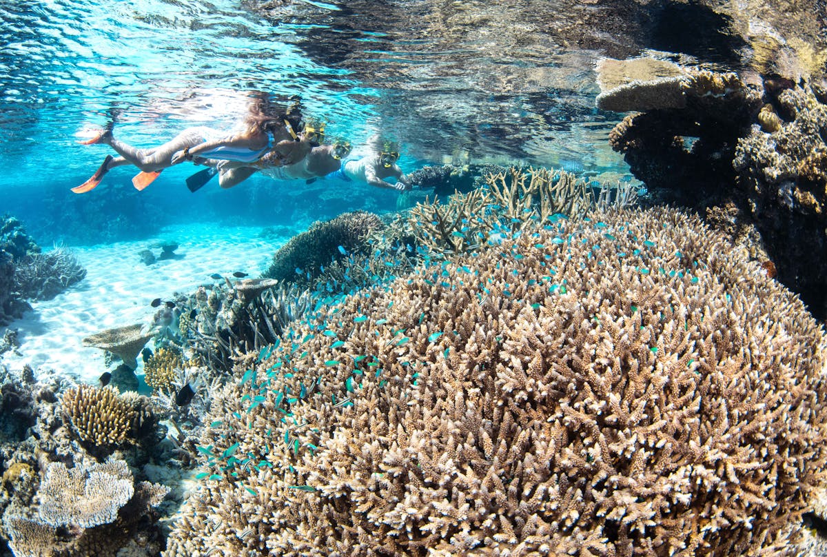 snorkellers and corals