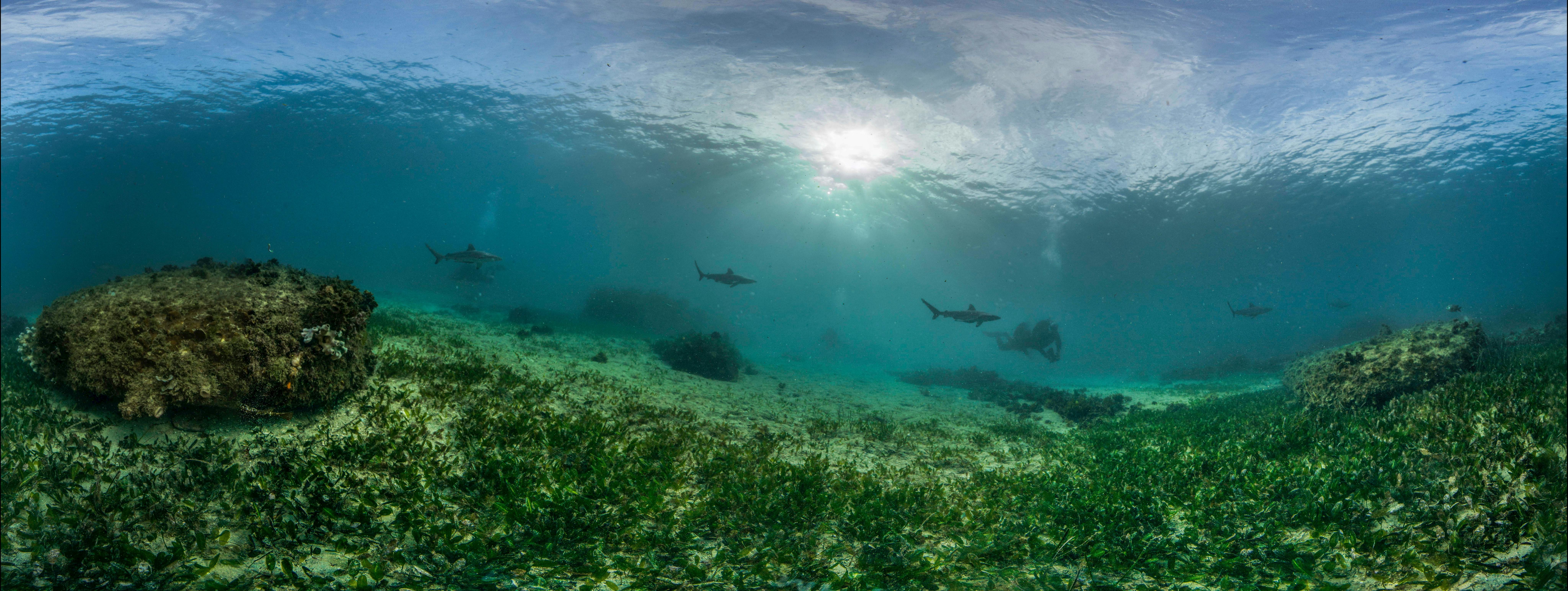 지역 해양 보호 구역