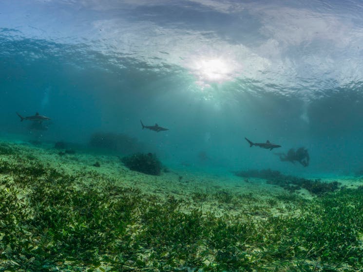 The local Marine Reserve