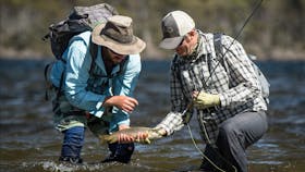Wild brown trout from Tasmania's wilderness