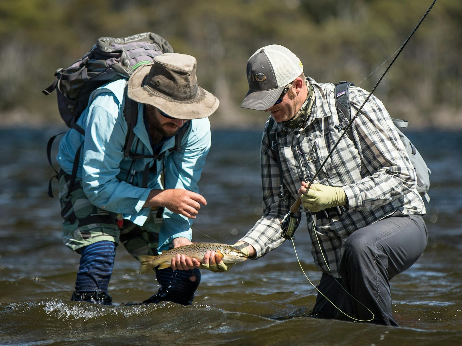 Wild brown trout from Tasmania's wilderness