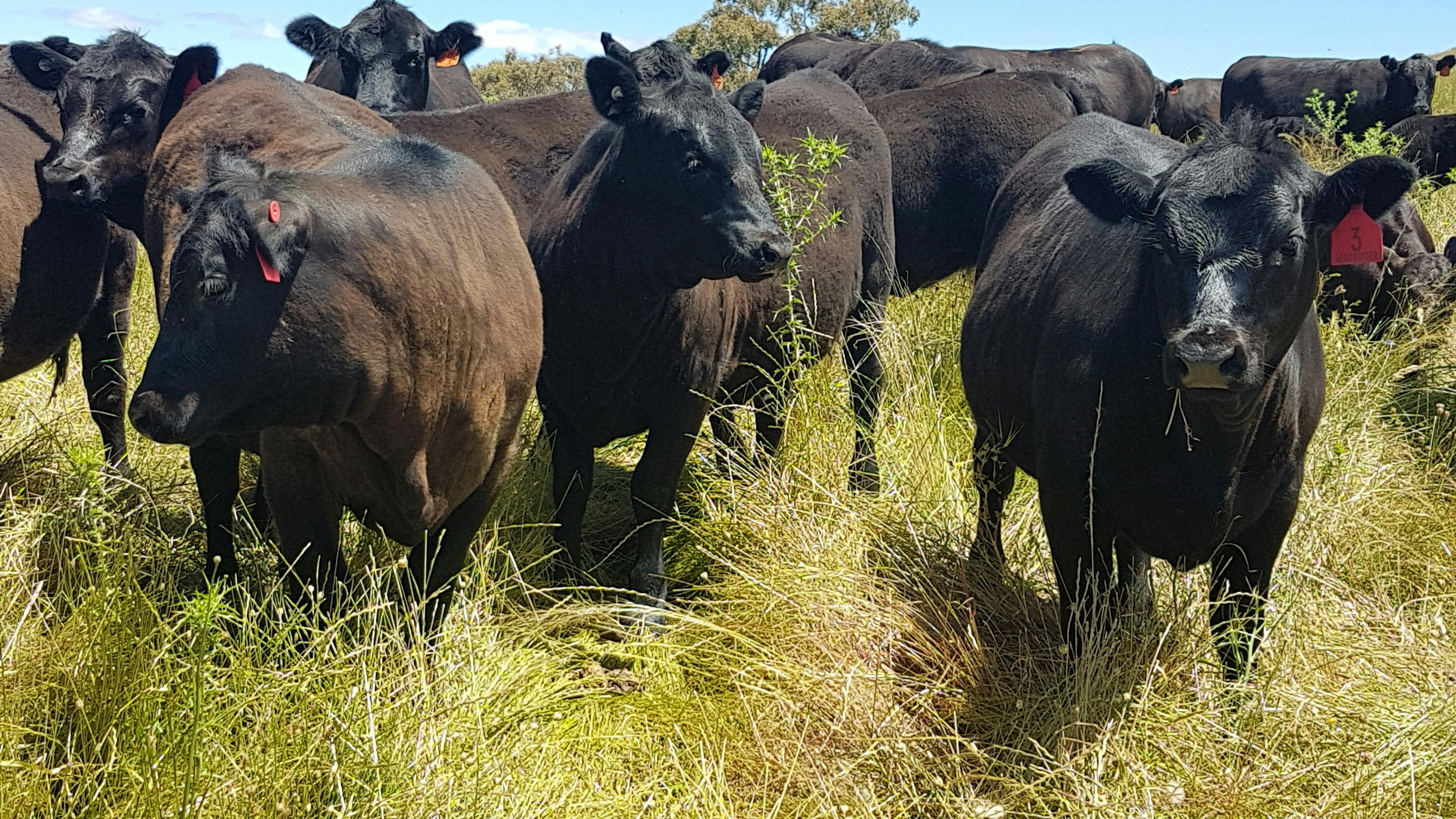 Black Angus cattle, Piambong Creek Tour  visiting grazing livestock and cows
