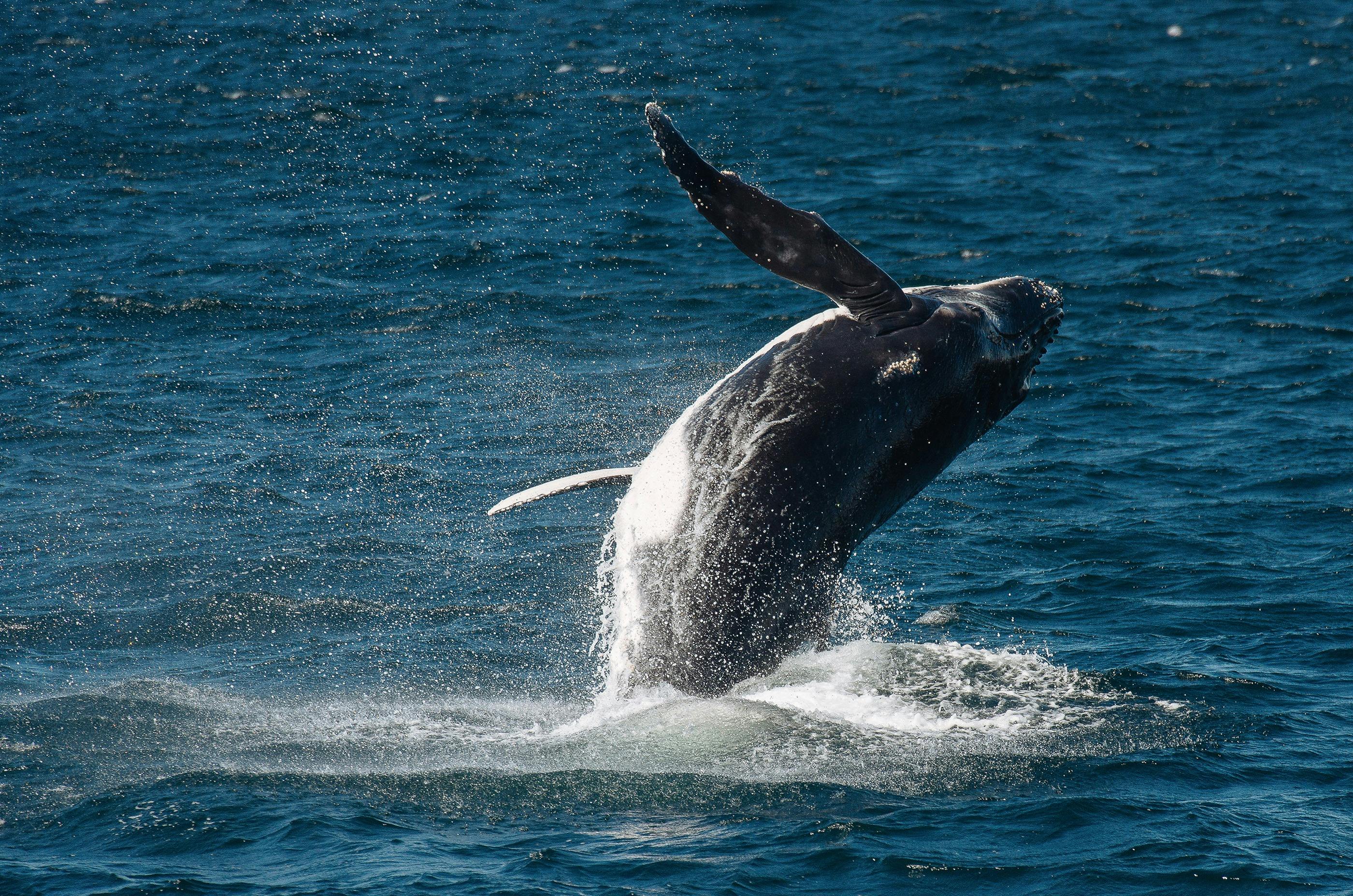 Whale Watching Cruise from Sydney Harbour