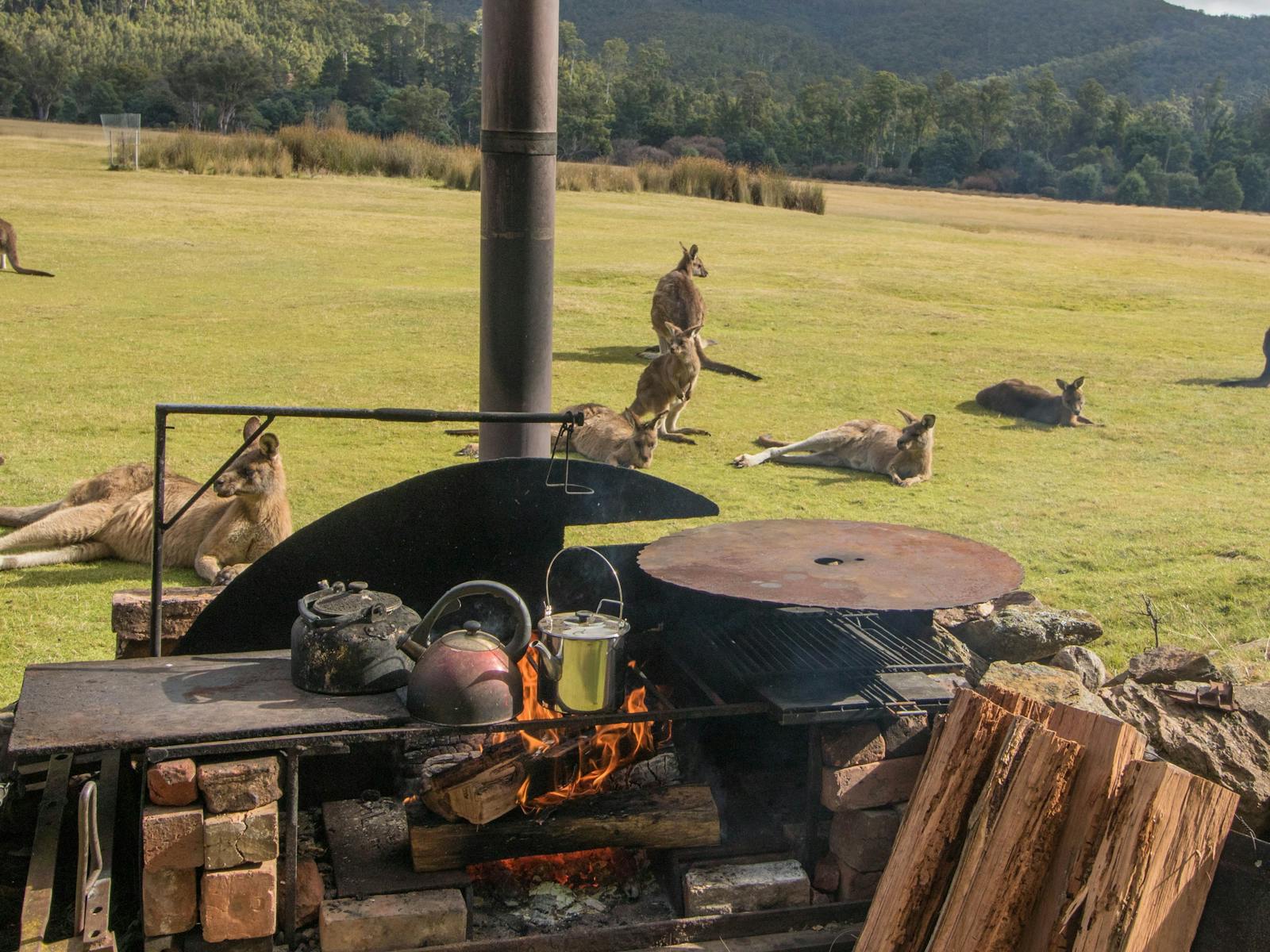 campfire with kangaroos laying around