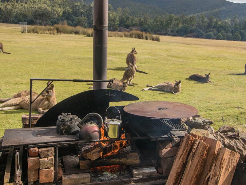 campfire with kangaroos laying around