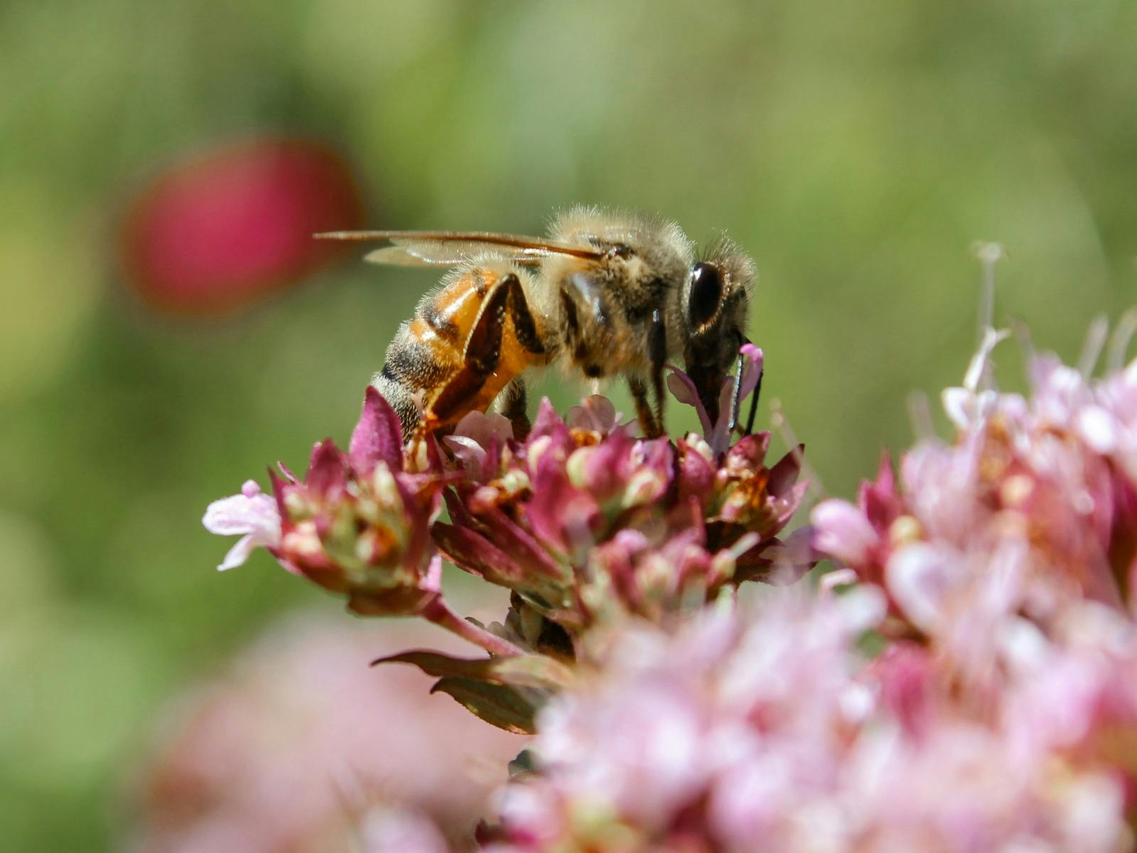 Beechworth Honey Kids Bee Workshop