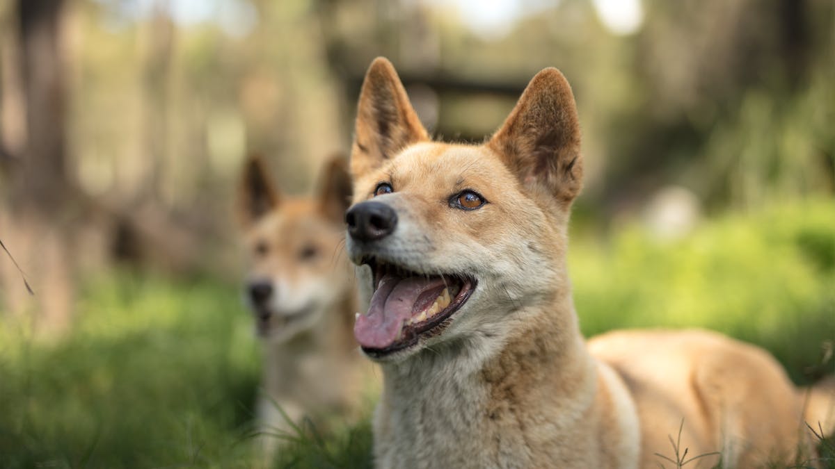 Dingo