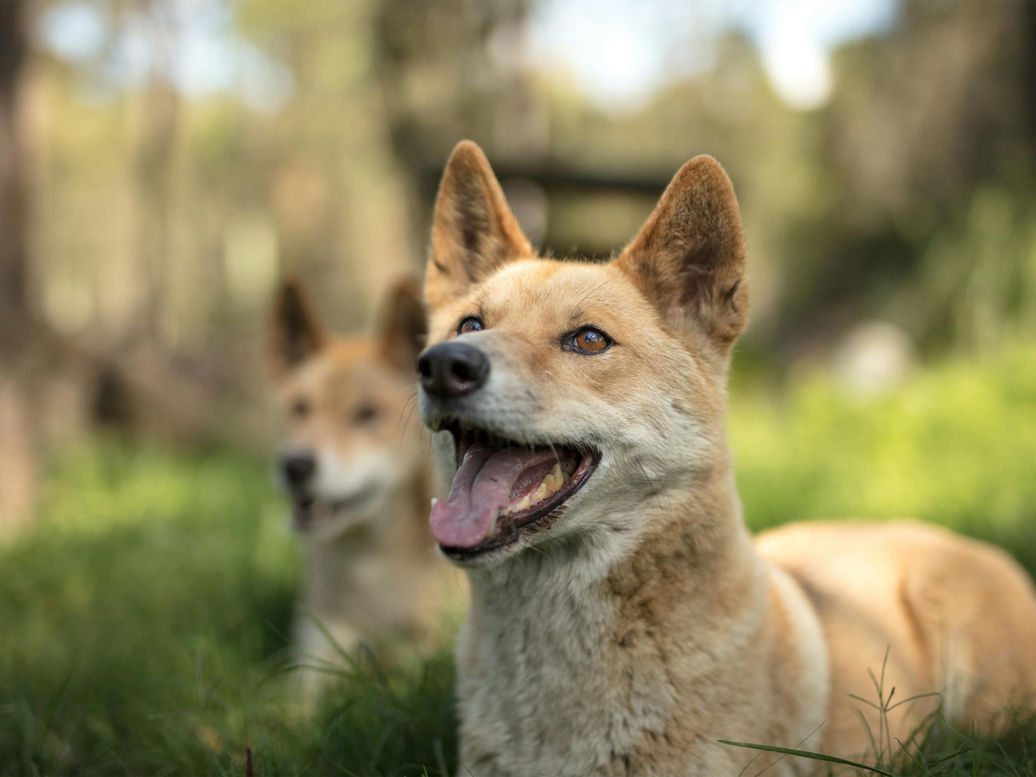 Dingo