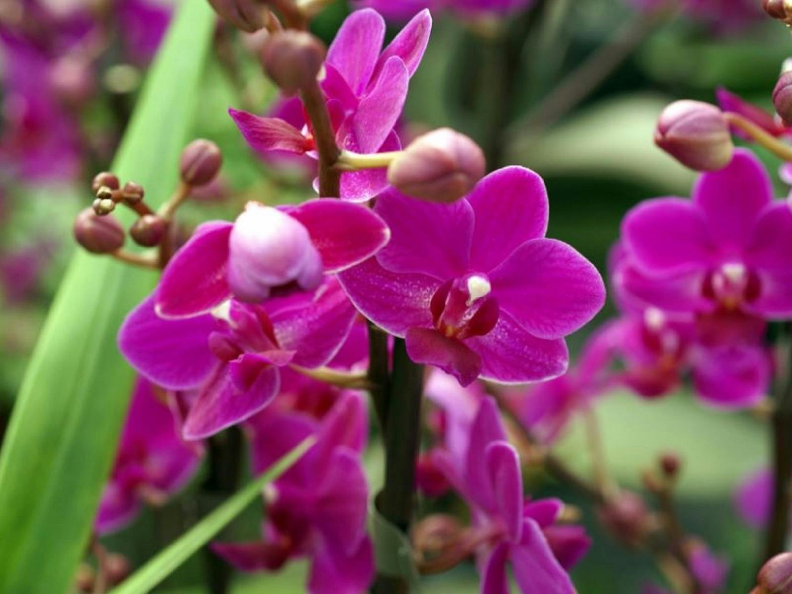 Image for Tinonee Orchid Nursery Annual Open Day and Show
