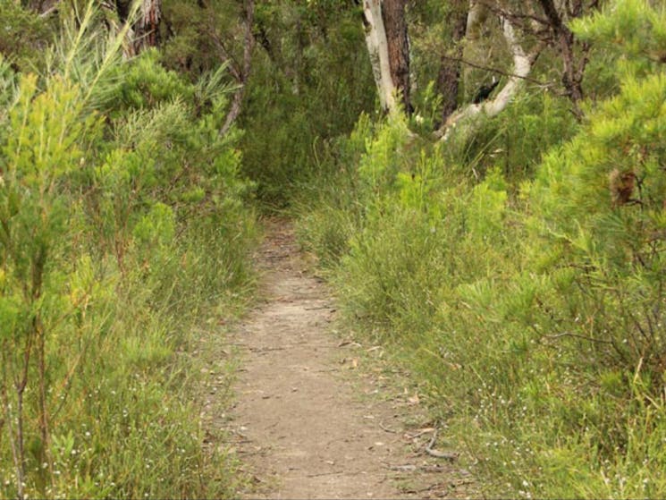 Three Views walking track