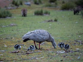 A Cape Barren Goose and its 4 chicks feeding in Flinders Chase National Park