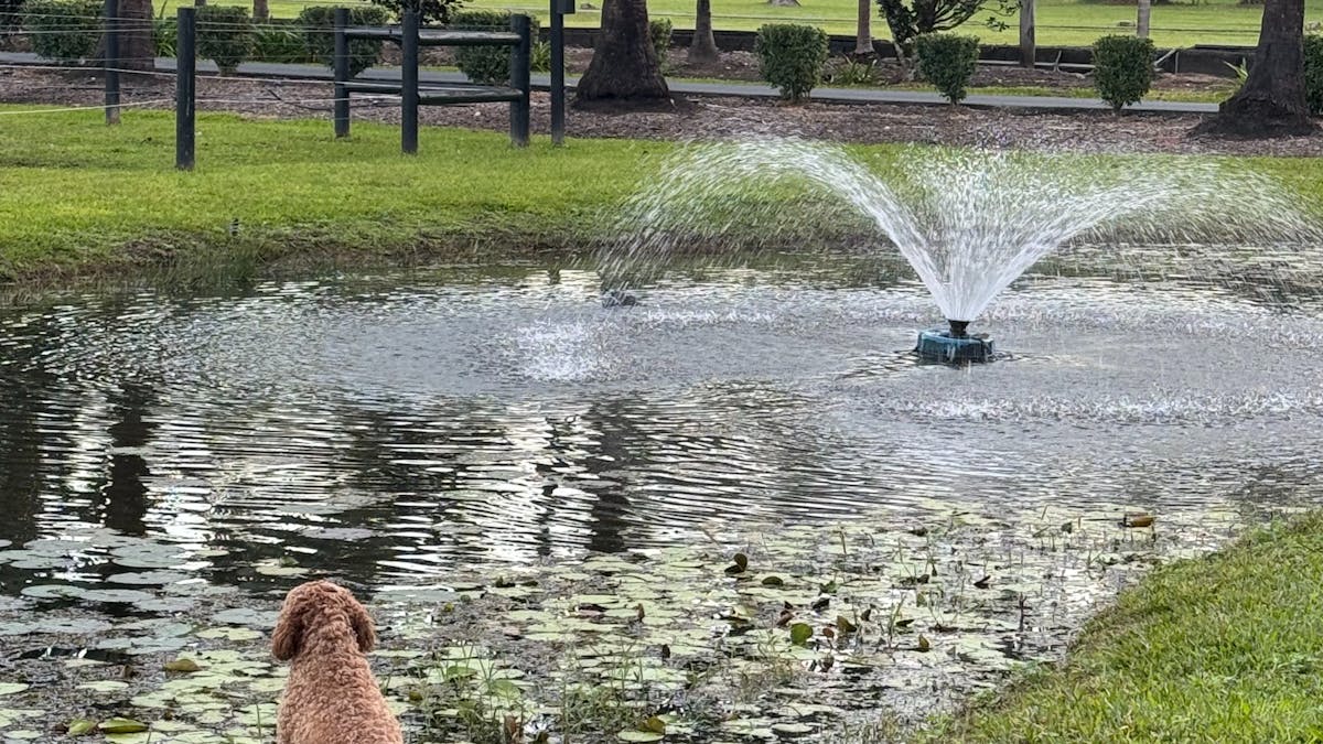 Dog overlooking dam at Bexland with fountain