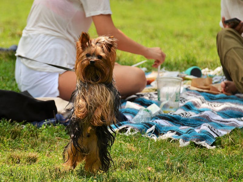Image for Dog Picnic Day Yass