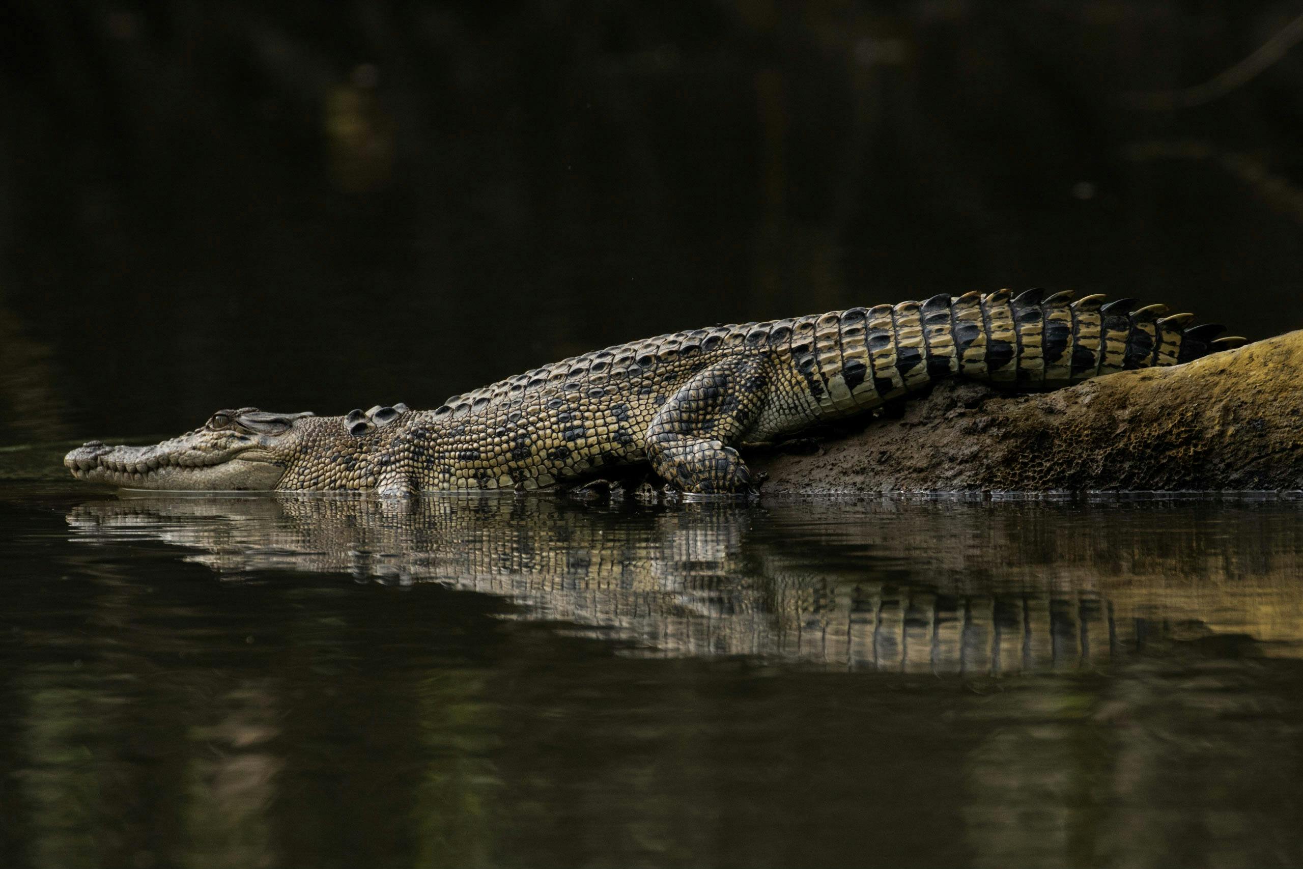 Crocodile - Solar Whisper River Cruise