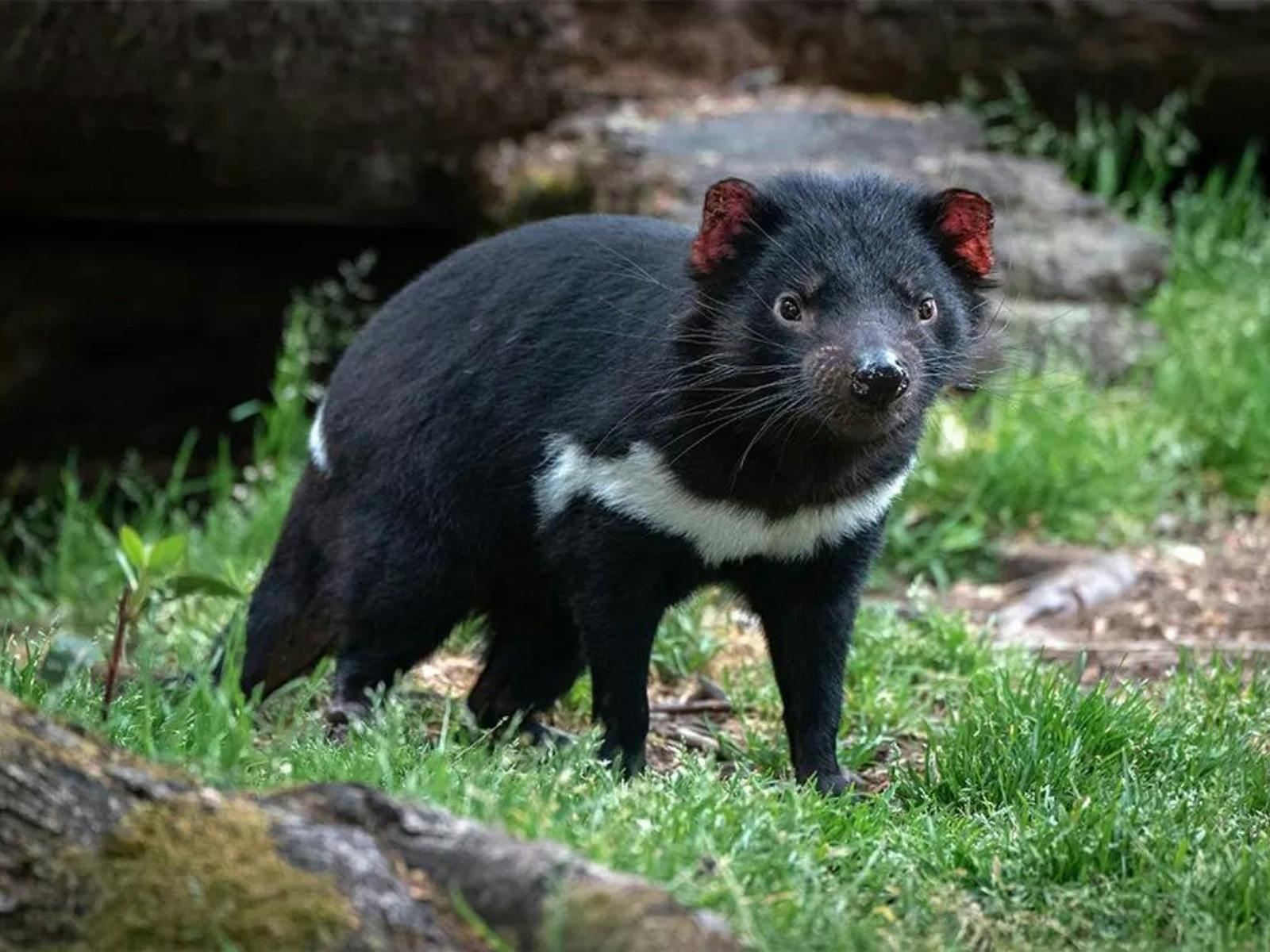 Tasmania_Tasmanian-Devil
