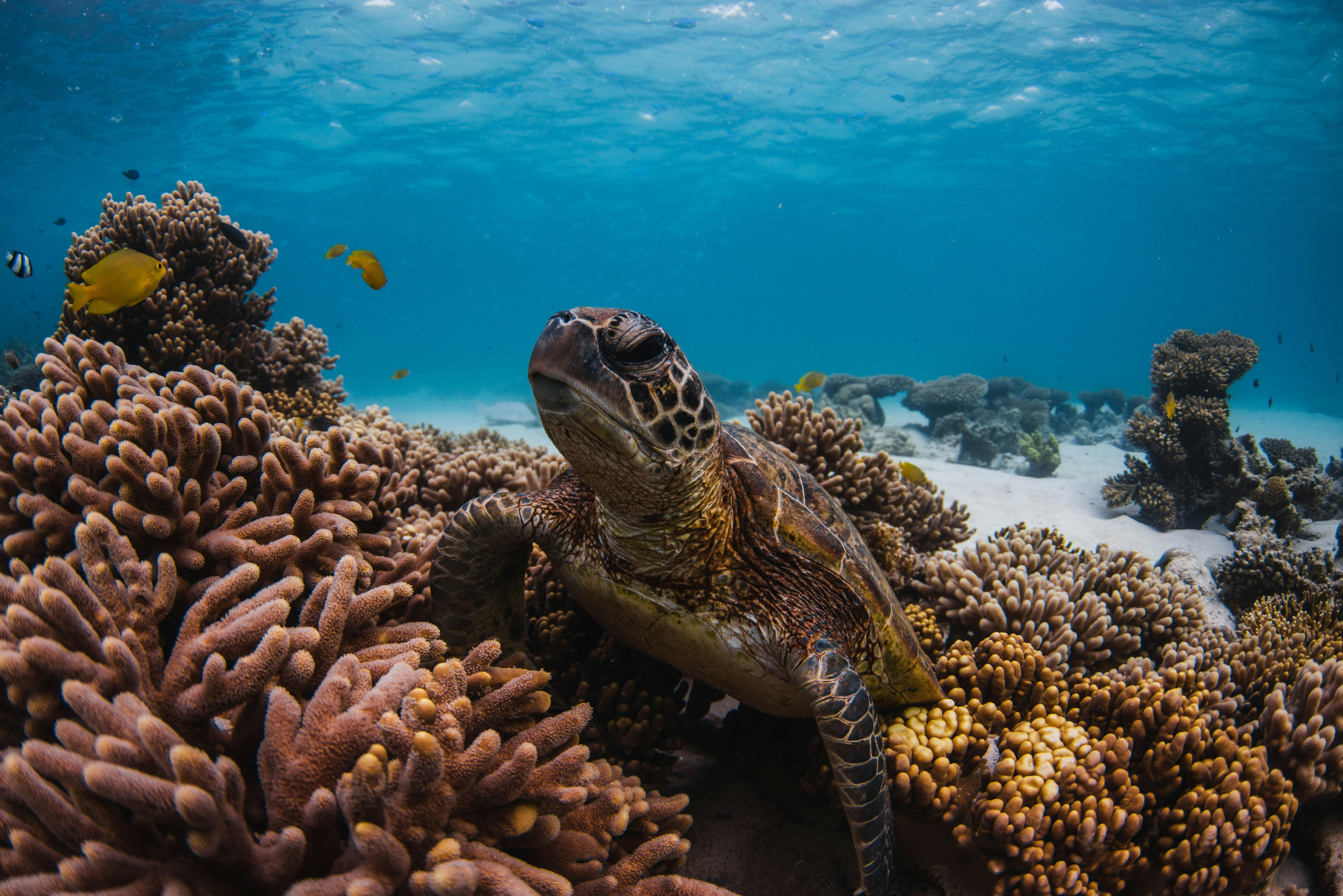 Green Turtle at home on the Ningaloo Reef