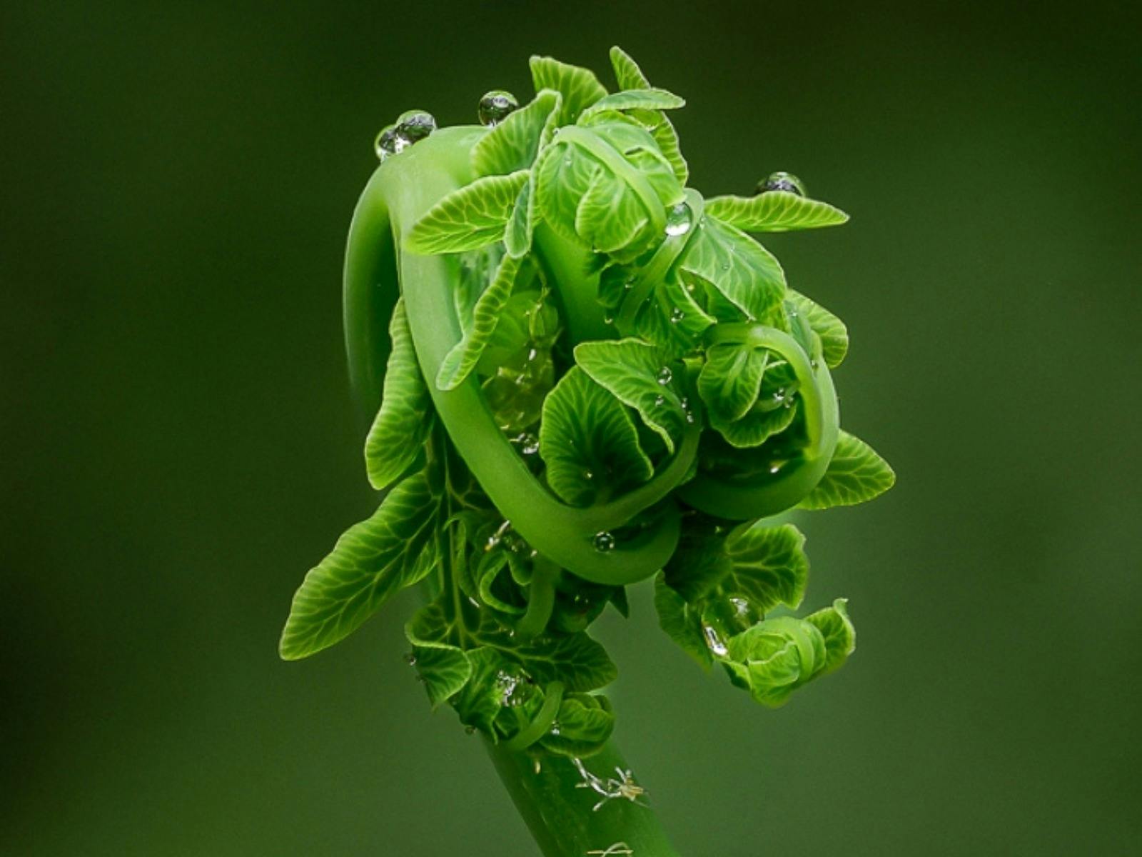 detail photo of a sprouting leaf
