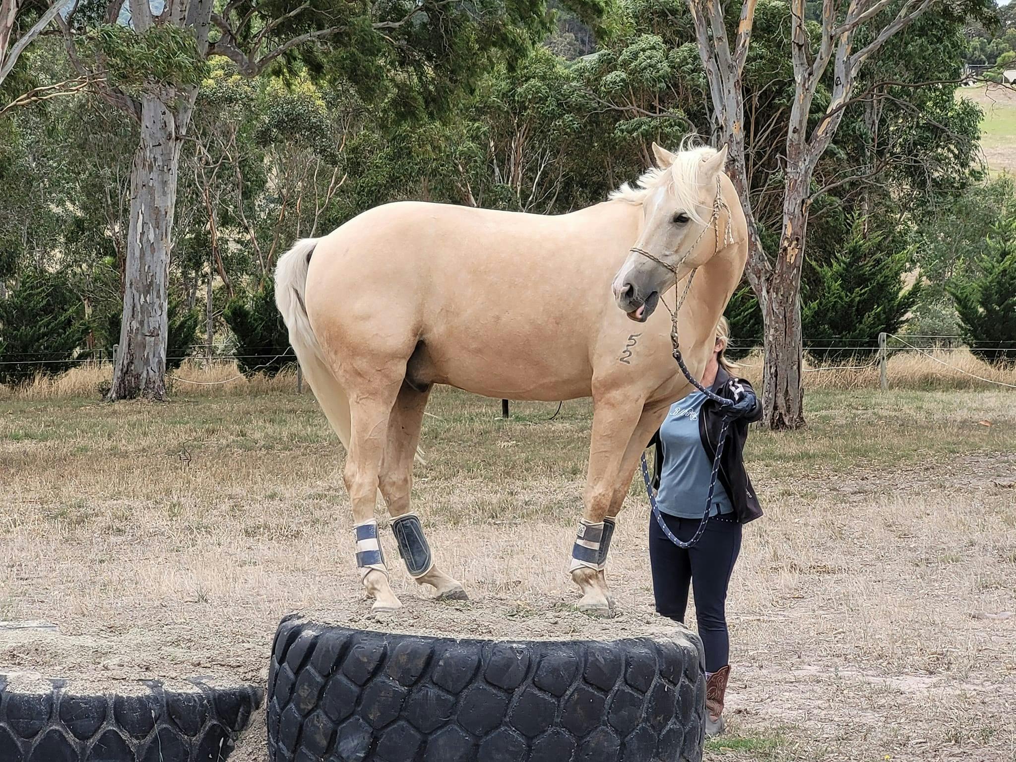palimino horse standing on top of a large tyre