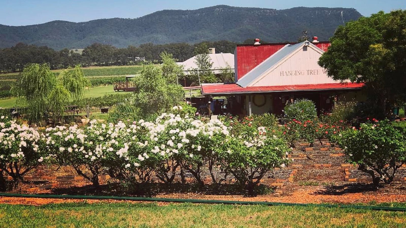 Hanging Tree Wines