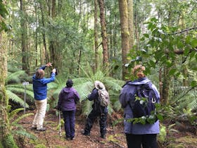Rainforest Walks Great WEstern Tiers Tasmania