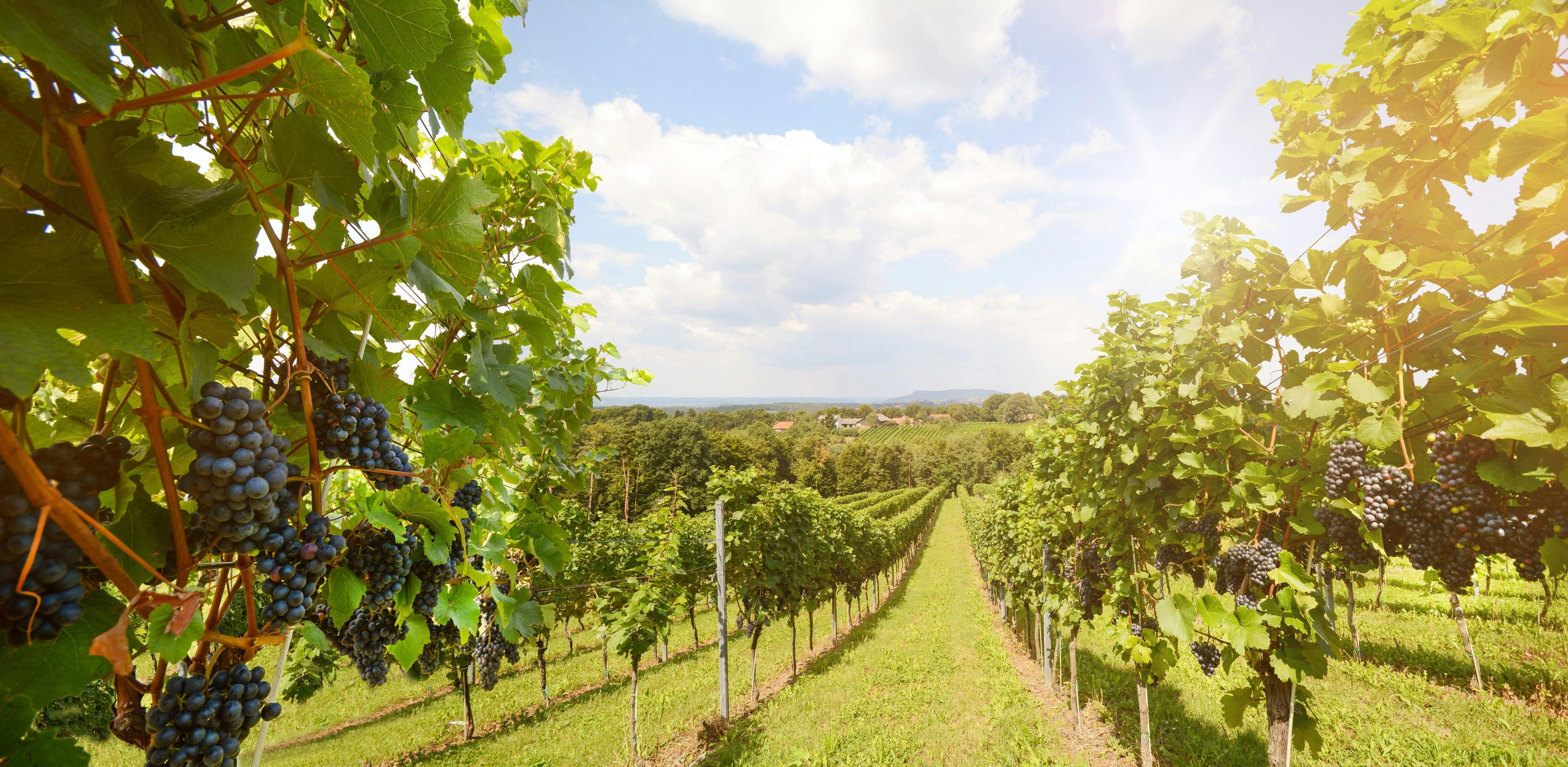 Affordable wine tour- Barossa Valley