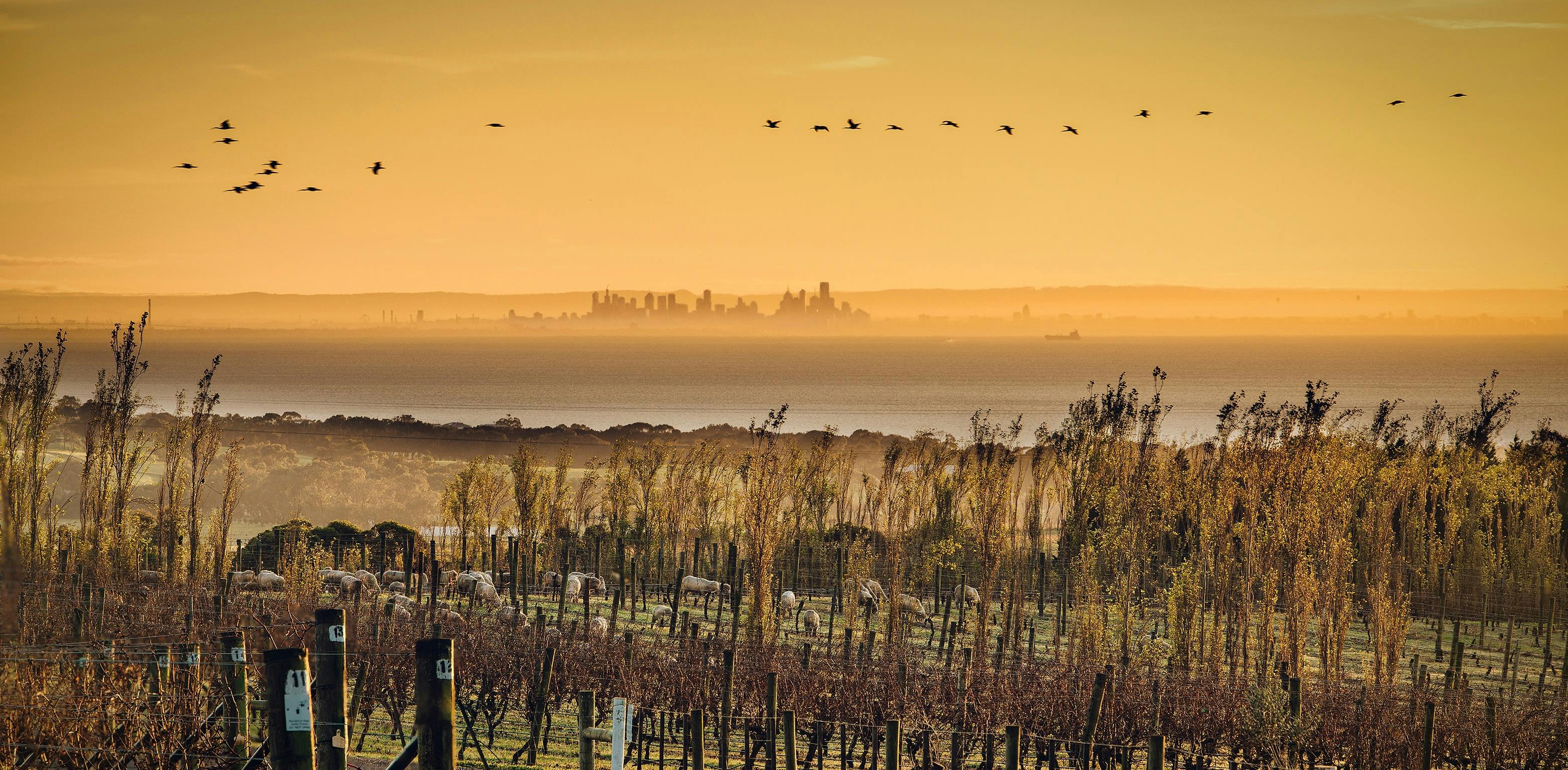 Bellarine wine tour