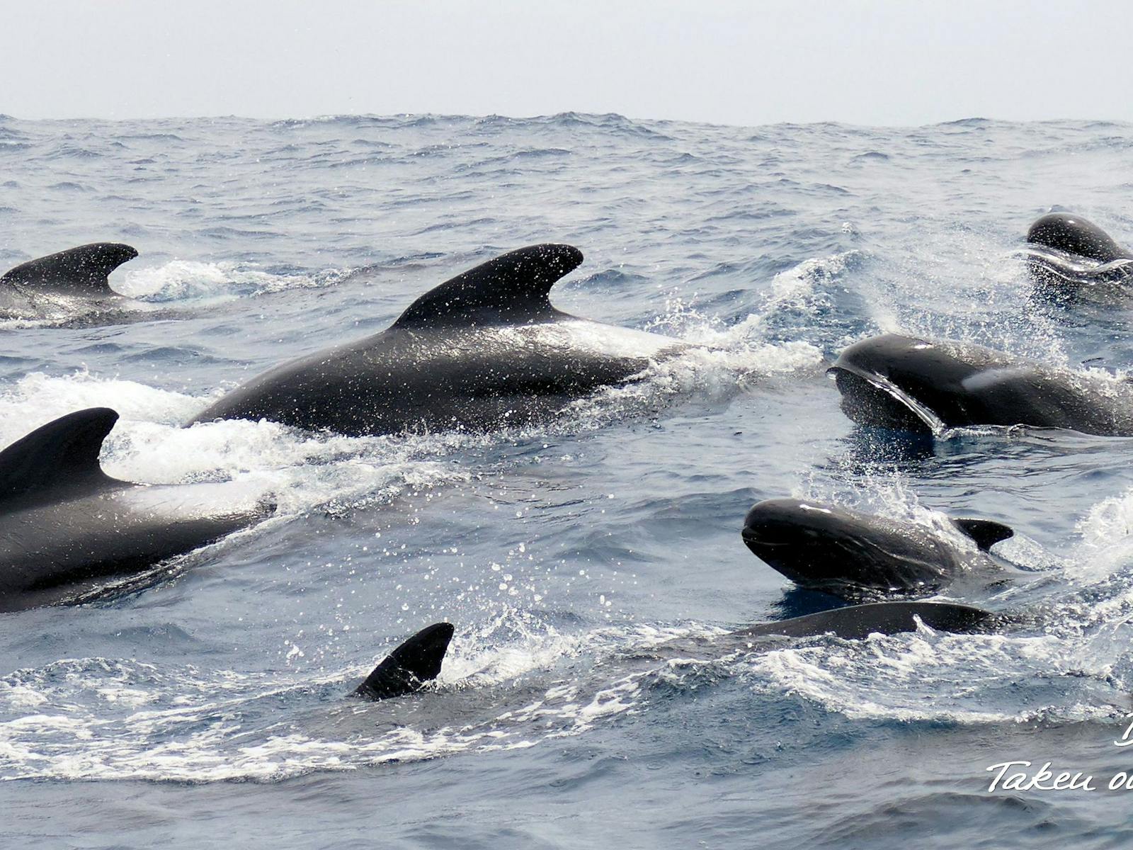 Long Fin Pilot Whales