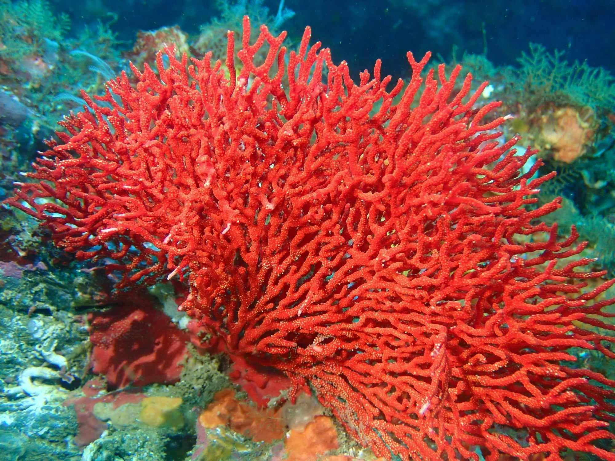 Under water coral