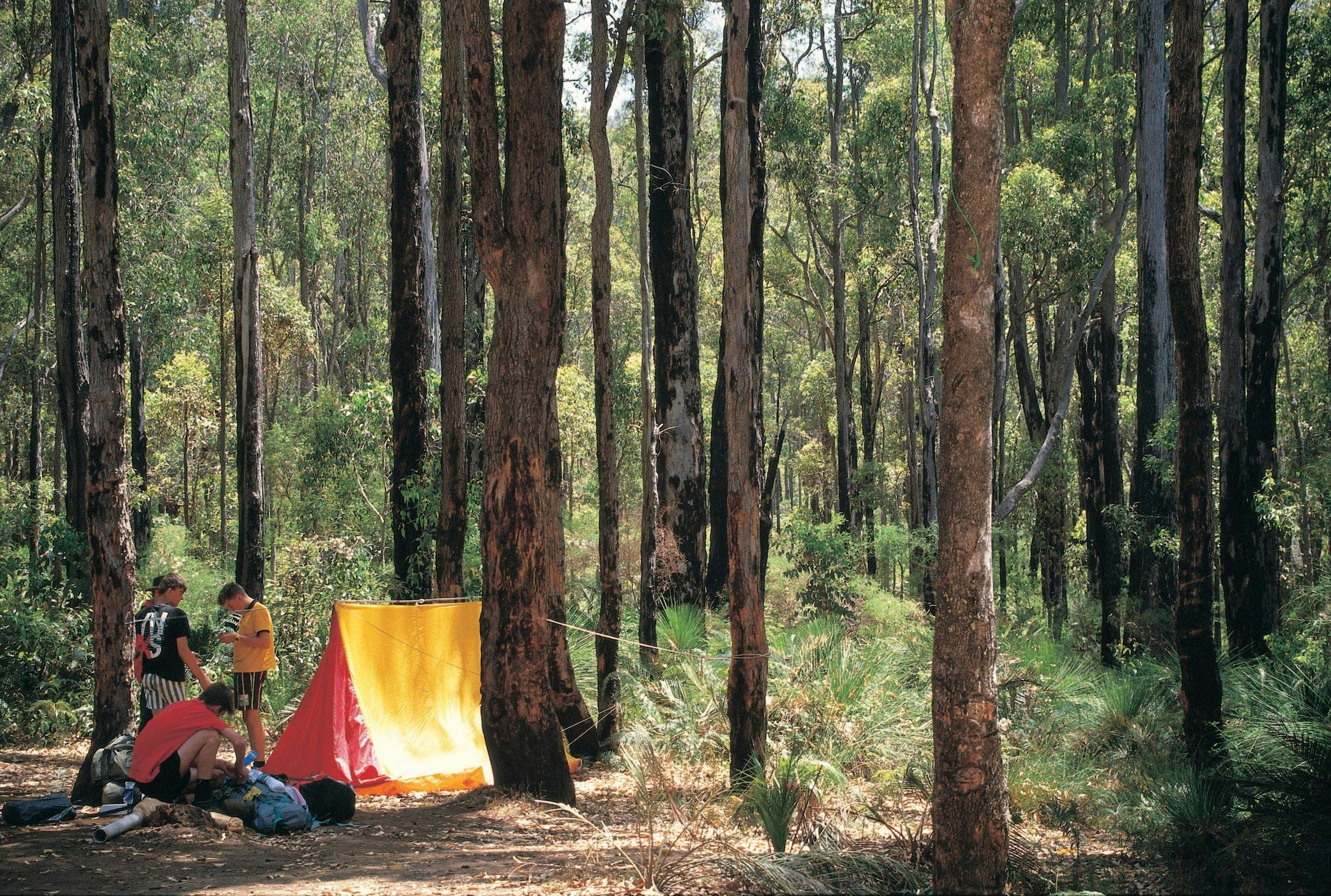 Jarrahland Wildflower Trail, Dwellingup, Western Australia