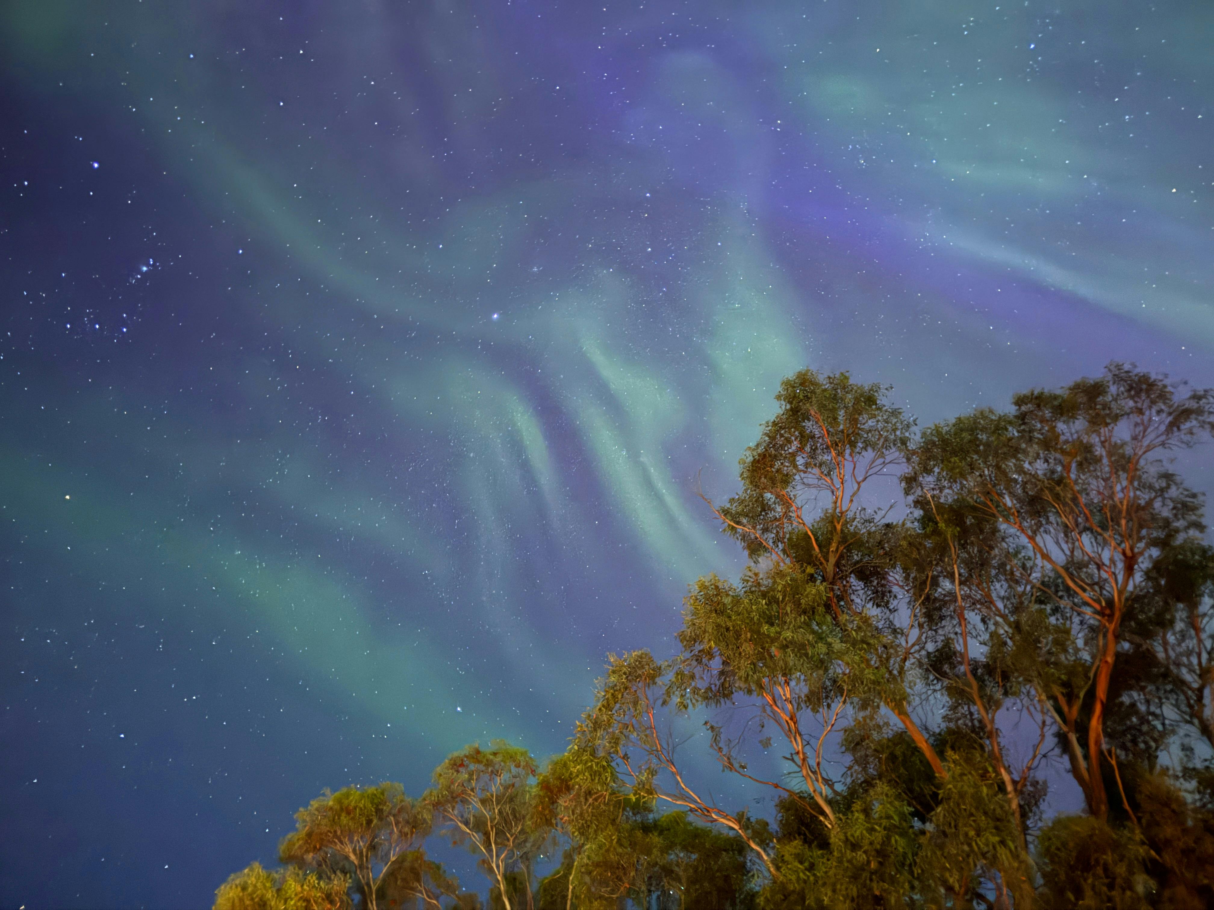 Swirling lights in the sky behind trees