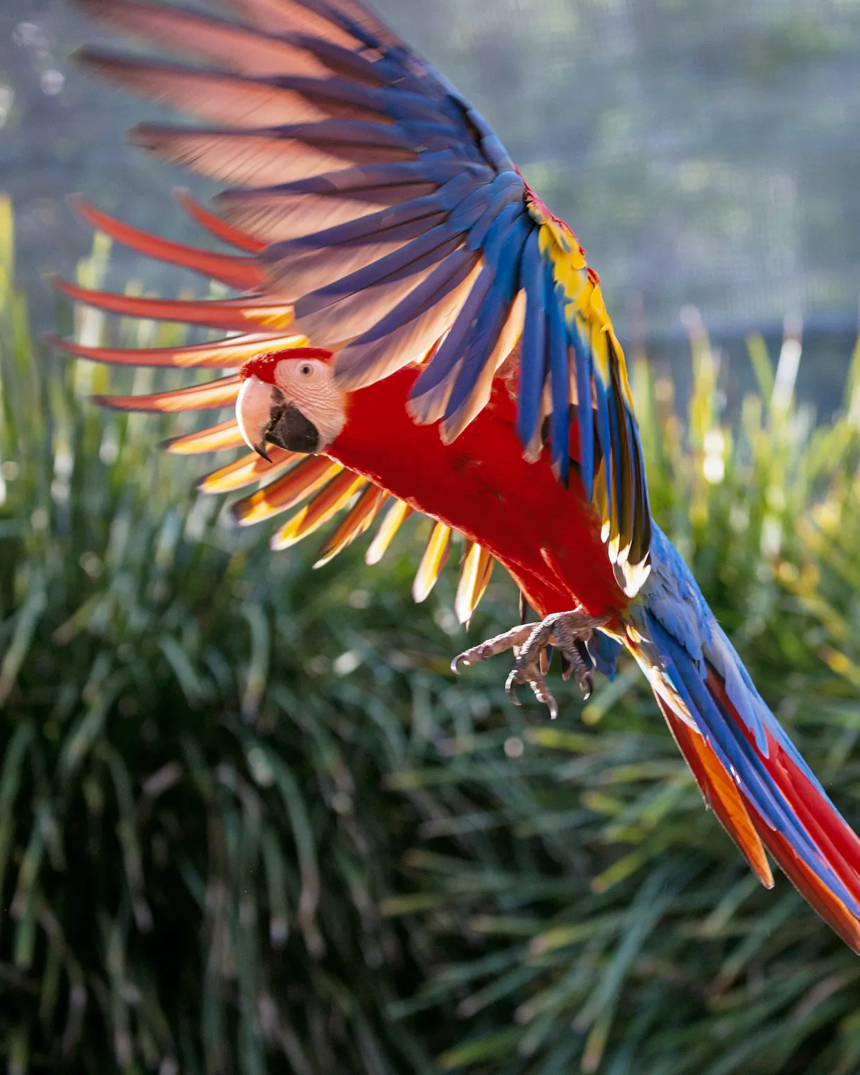 Maleny Botanic Gardens and Bird World