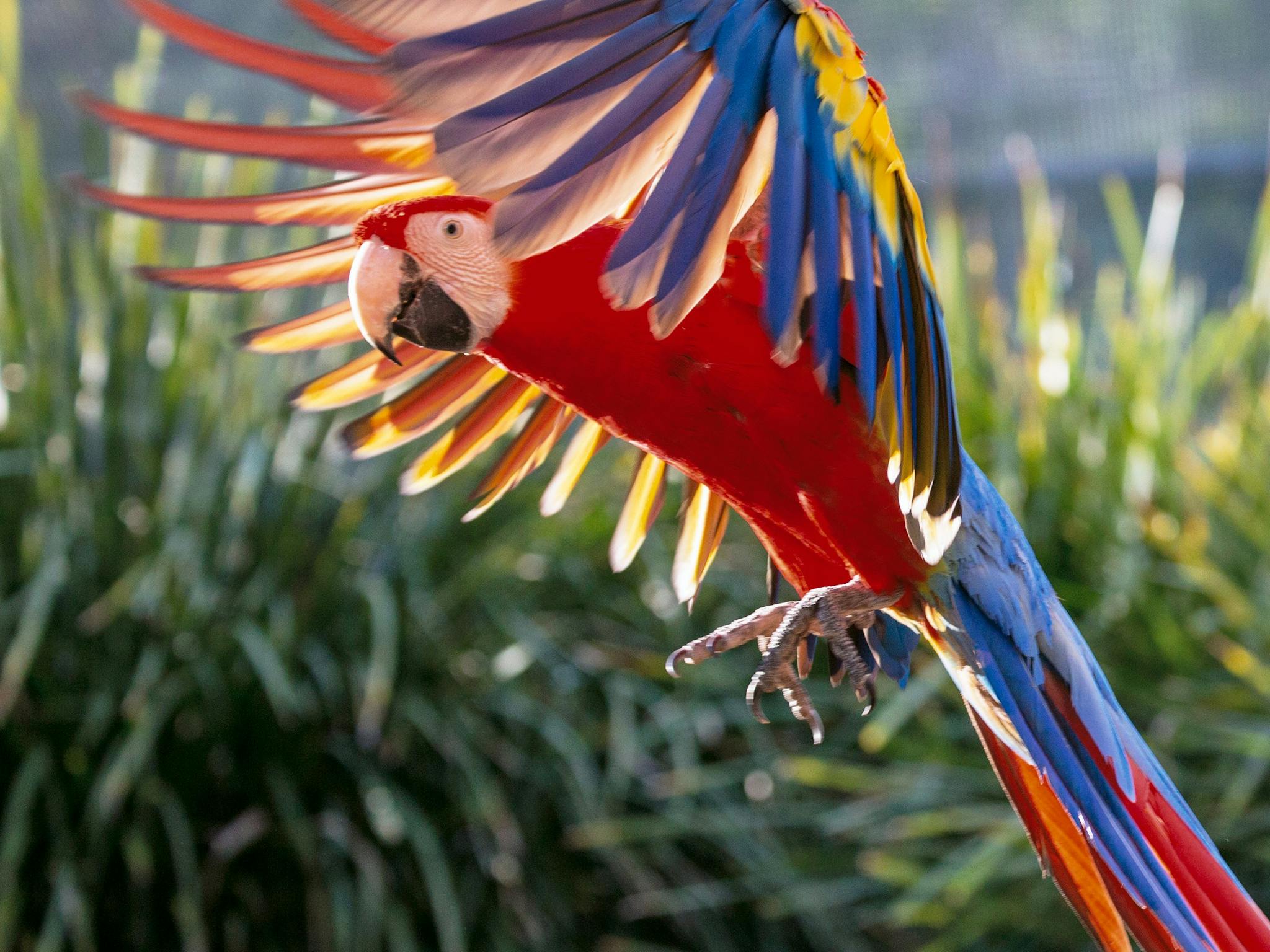 Macaw Macaw