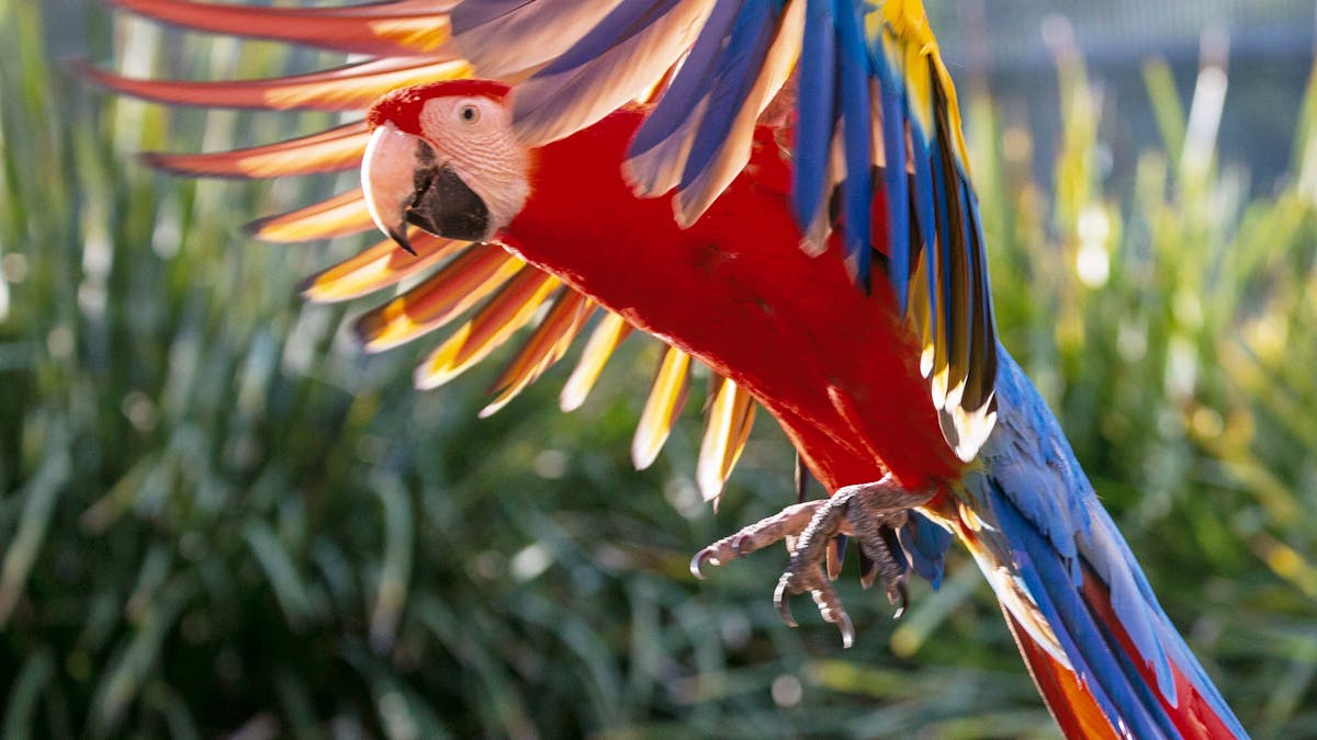 Macaw