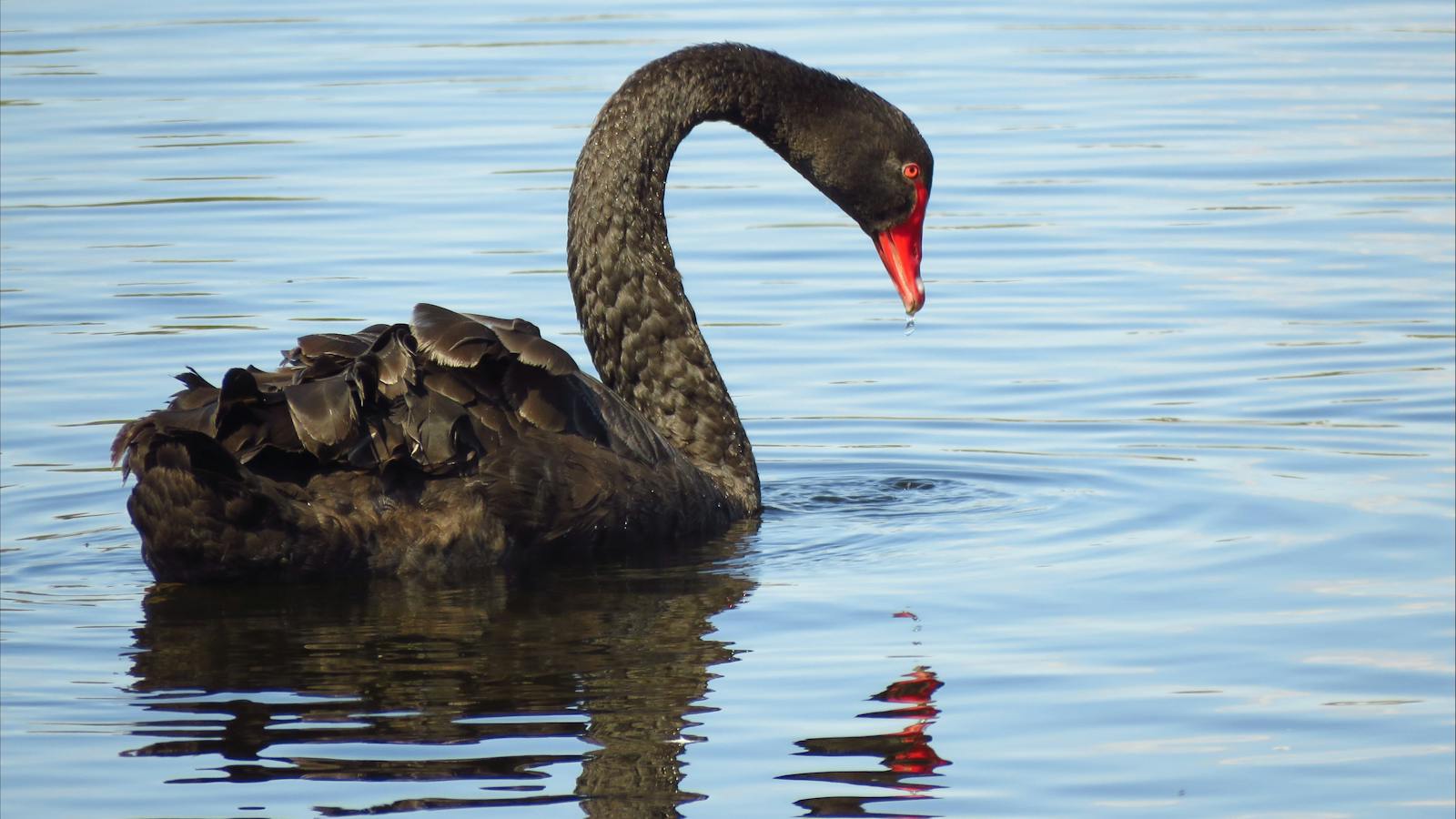 Black Swan