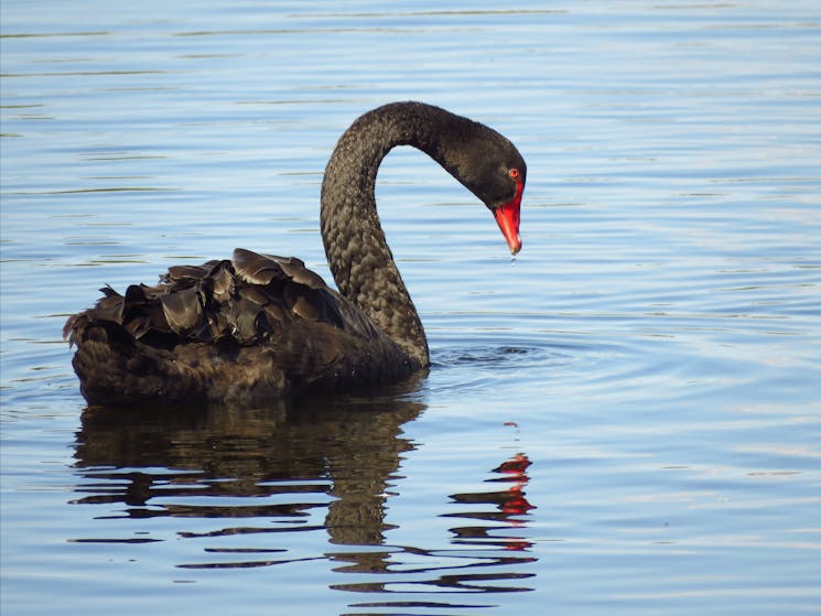 Black Swan