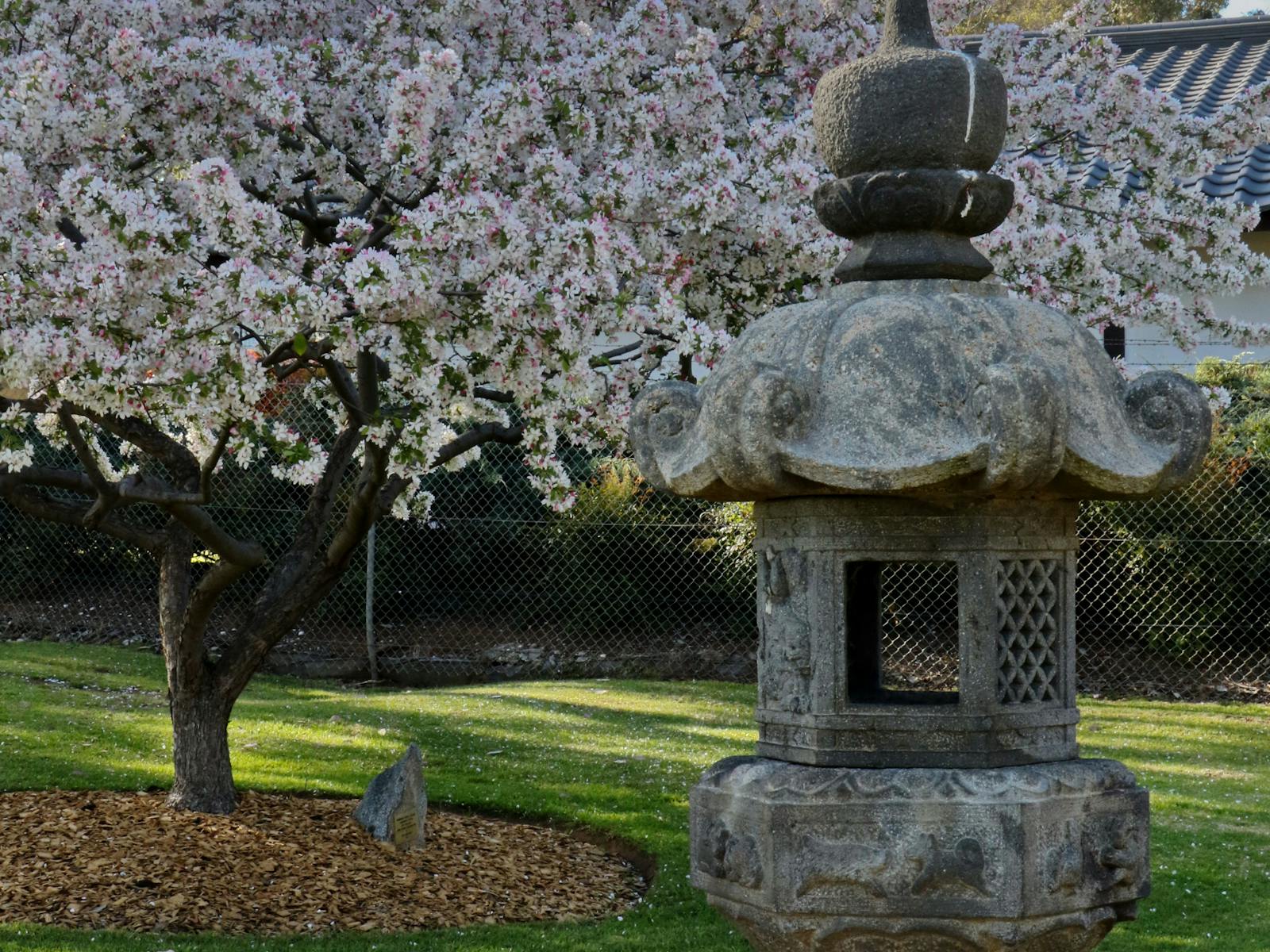 Image for Sakura Matsuri - Cherry Blossom Festival