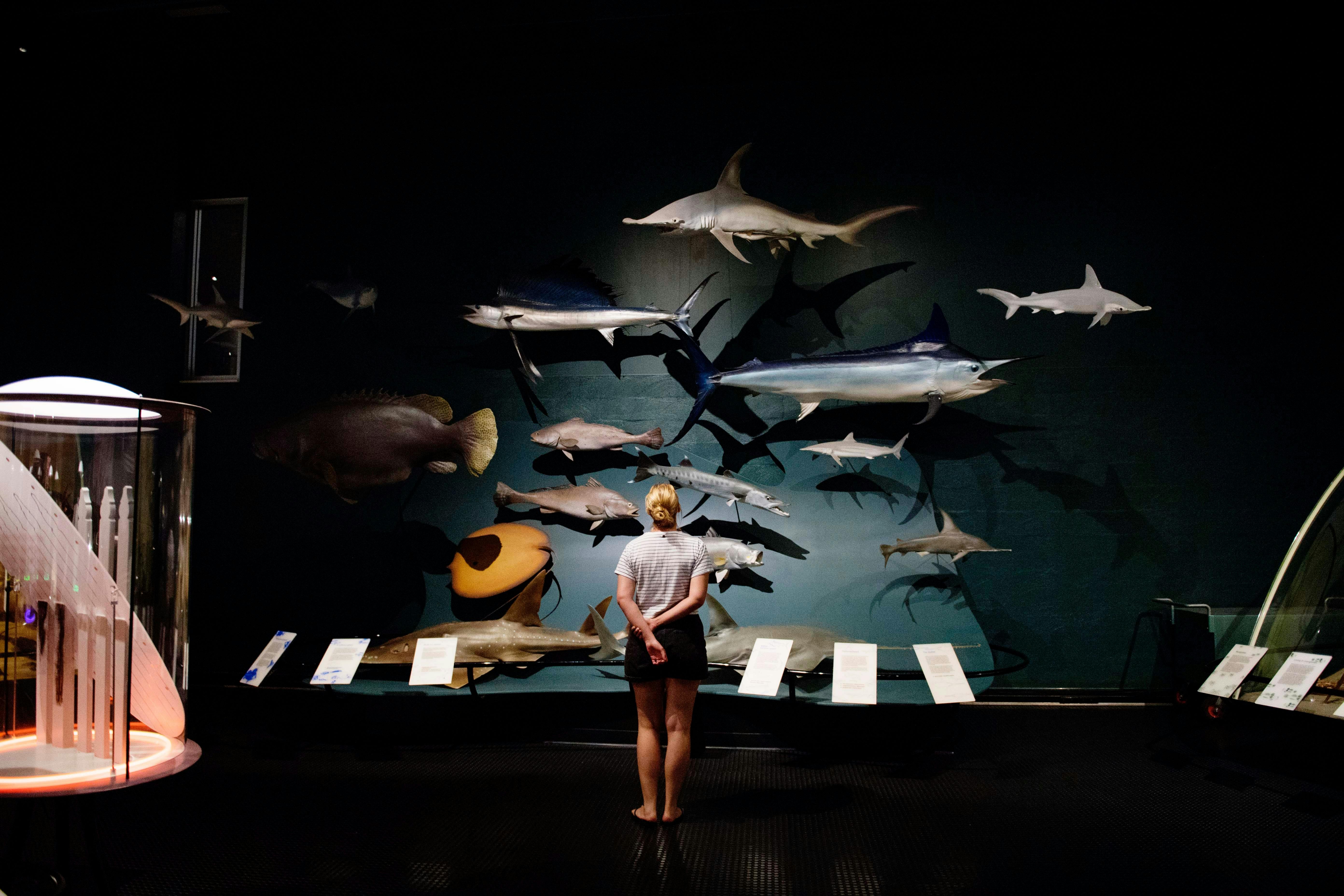 Museum and Art Gallery of the Northern Territory