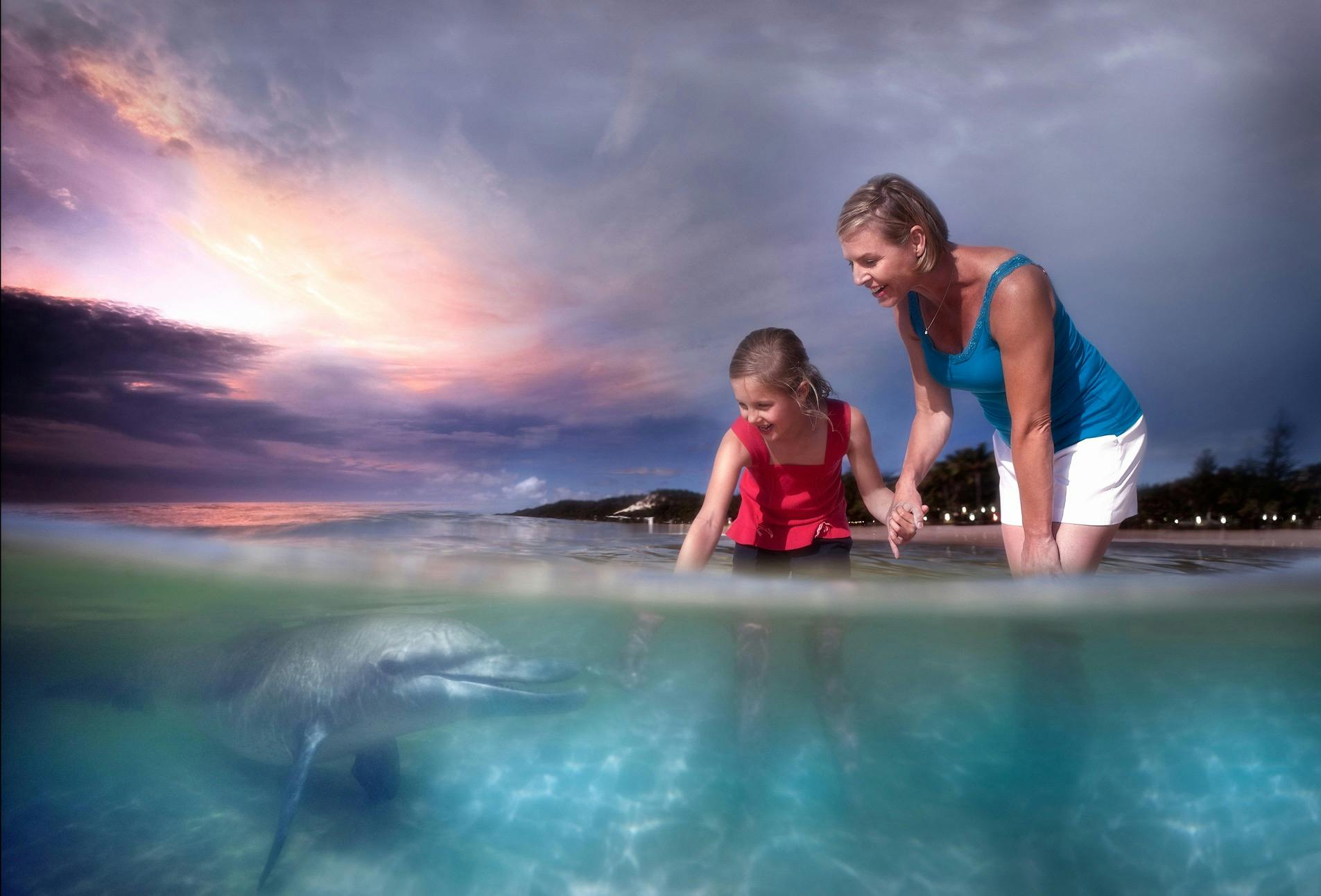 Wild Dolphin feeding