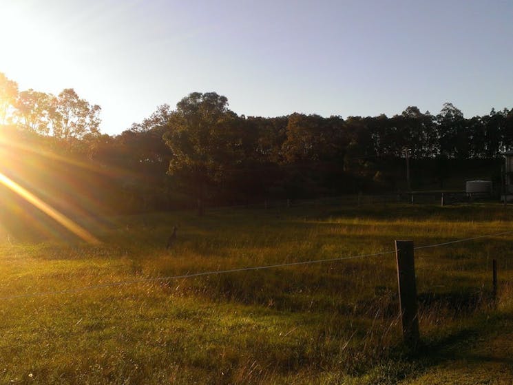 sunset kangaroo horse ride hunter valley